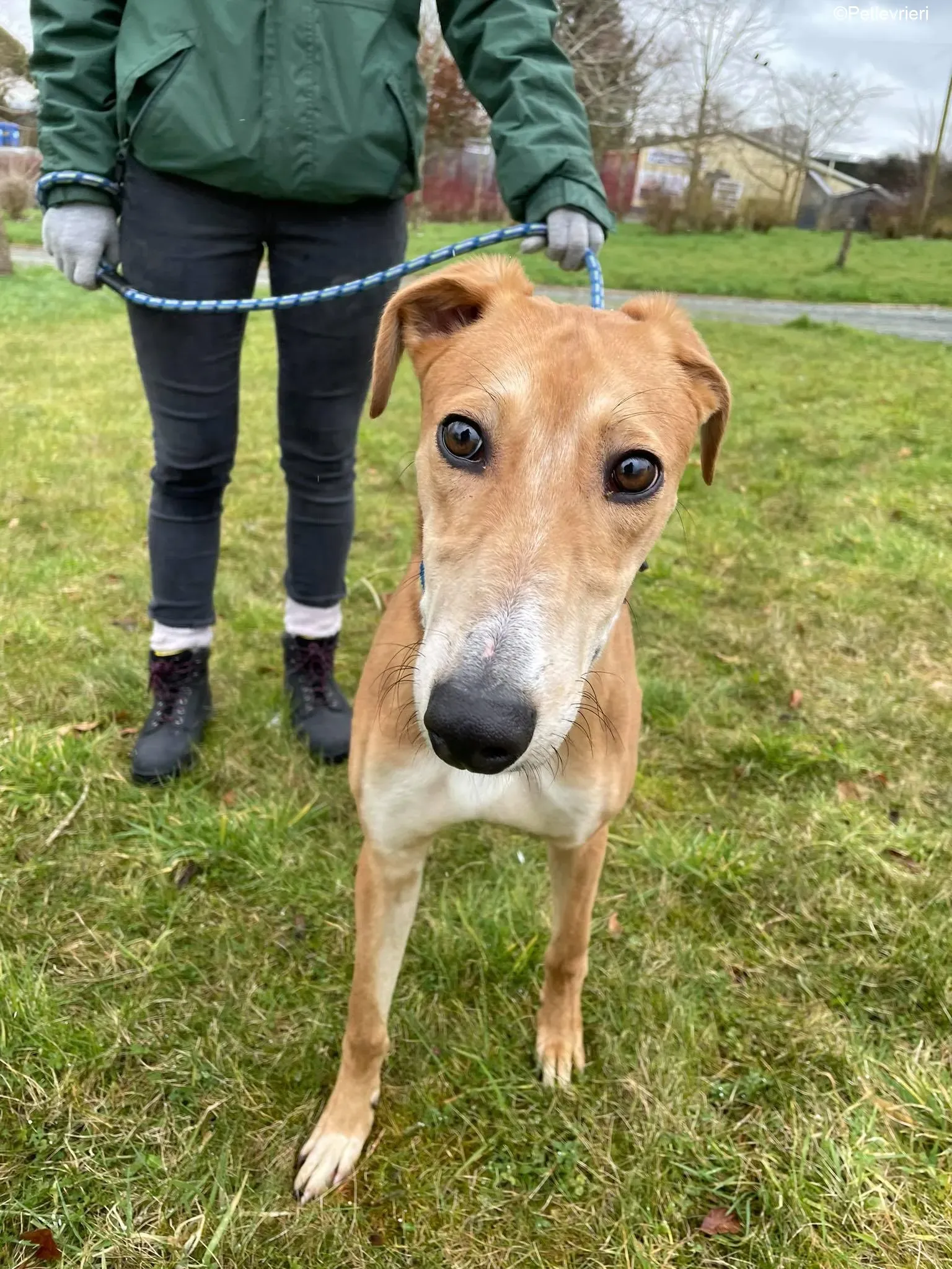 Duncan adozione levrieri greyhound 9