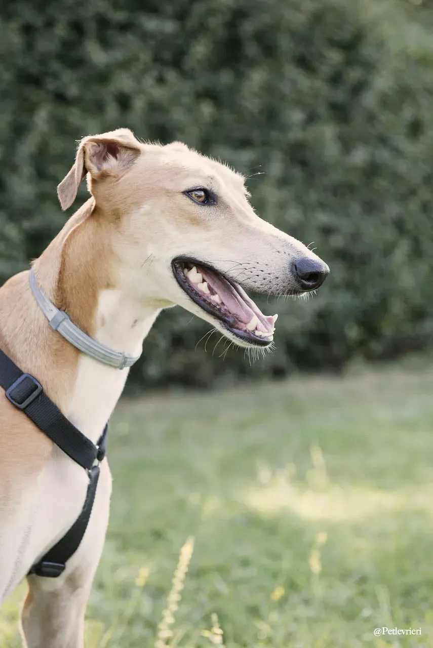 Duncan lurcher adozione levrieri fosterhome 1