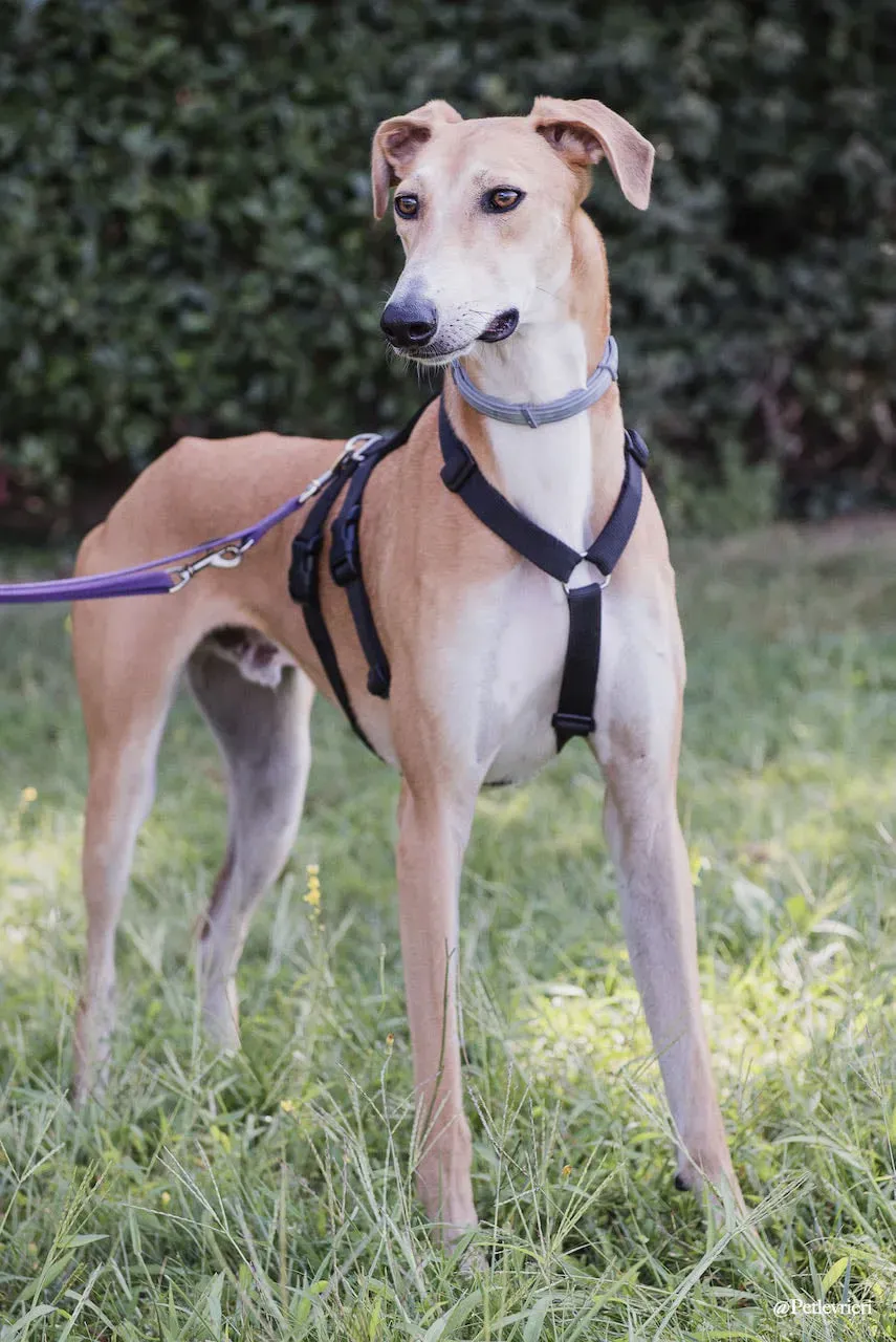 Duncan lurcher adozione levrieri fosterhome 2