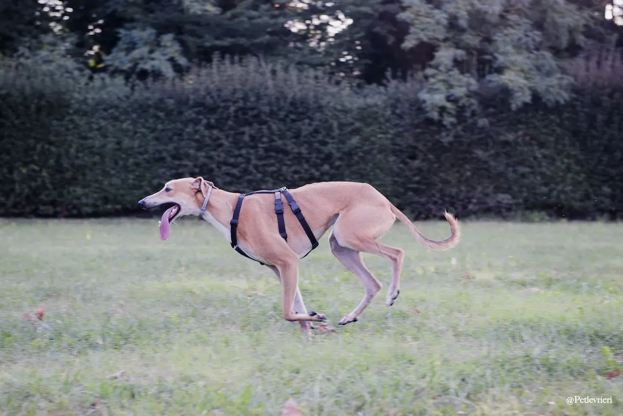 Duncan lurcher adozione levrieri fosterhome 3