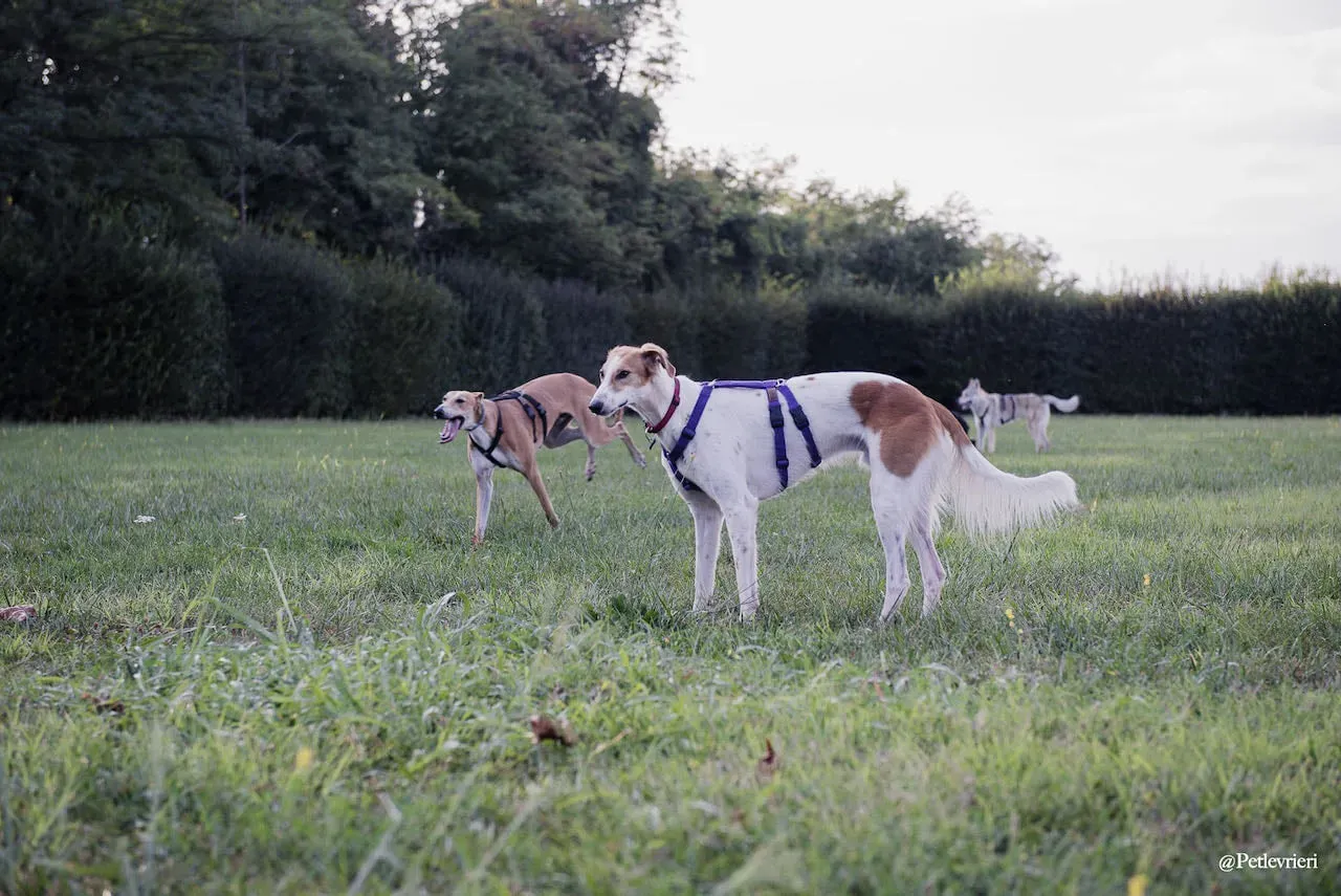 Duncan lurcher adozione levrieri fosterhome 4