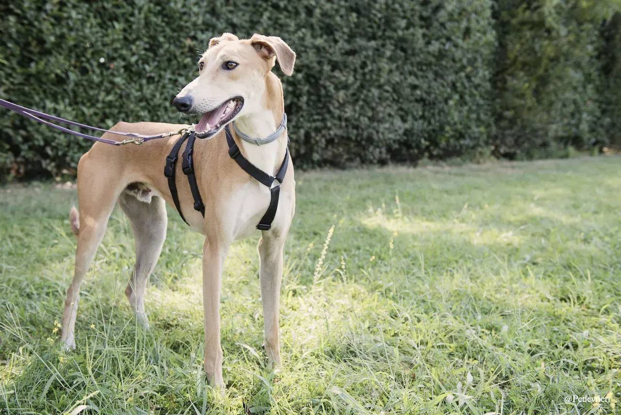 Duncan lurcher adozione levrieri fosterhome 5