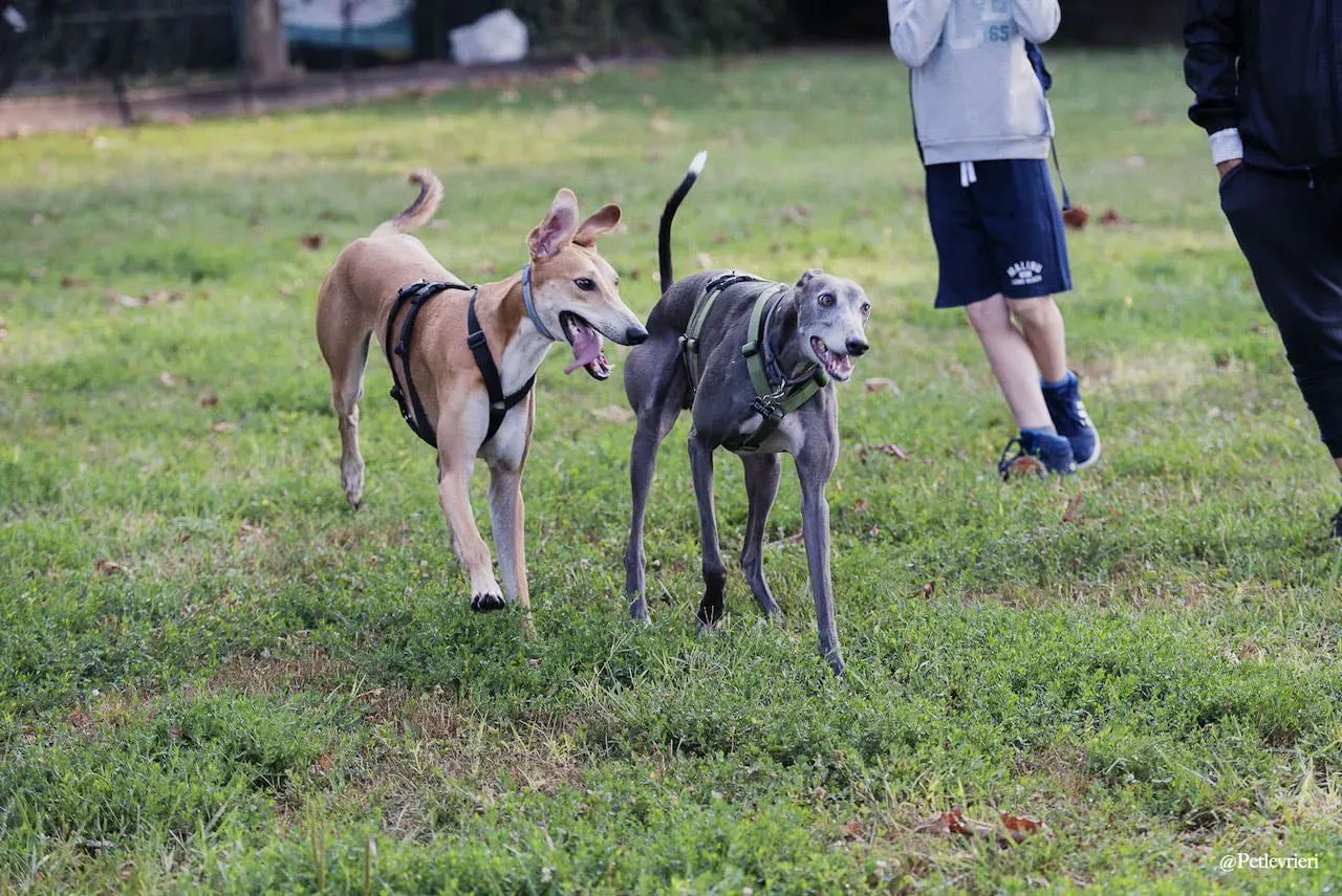 Duncan lurcher adozione levrieri fosterhome 6