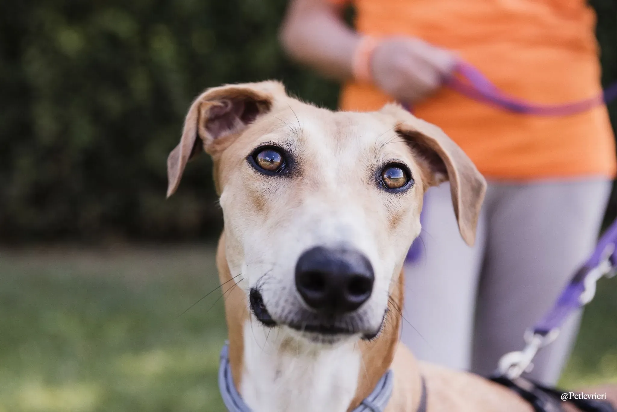 Duncan lurcher adozione levrieri fosterhome 7