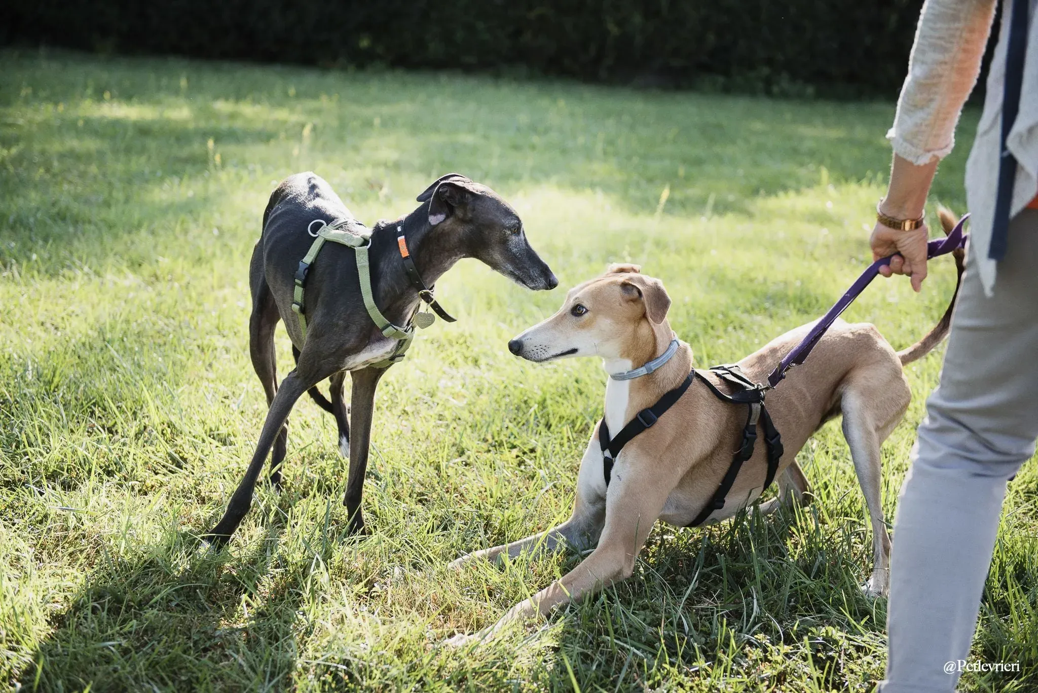 Duncan lurcher adozione levrieri fosterhome 8