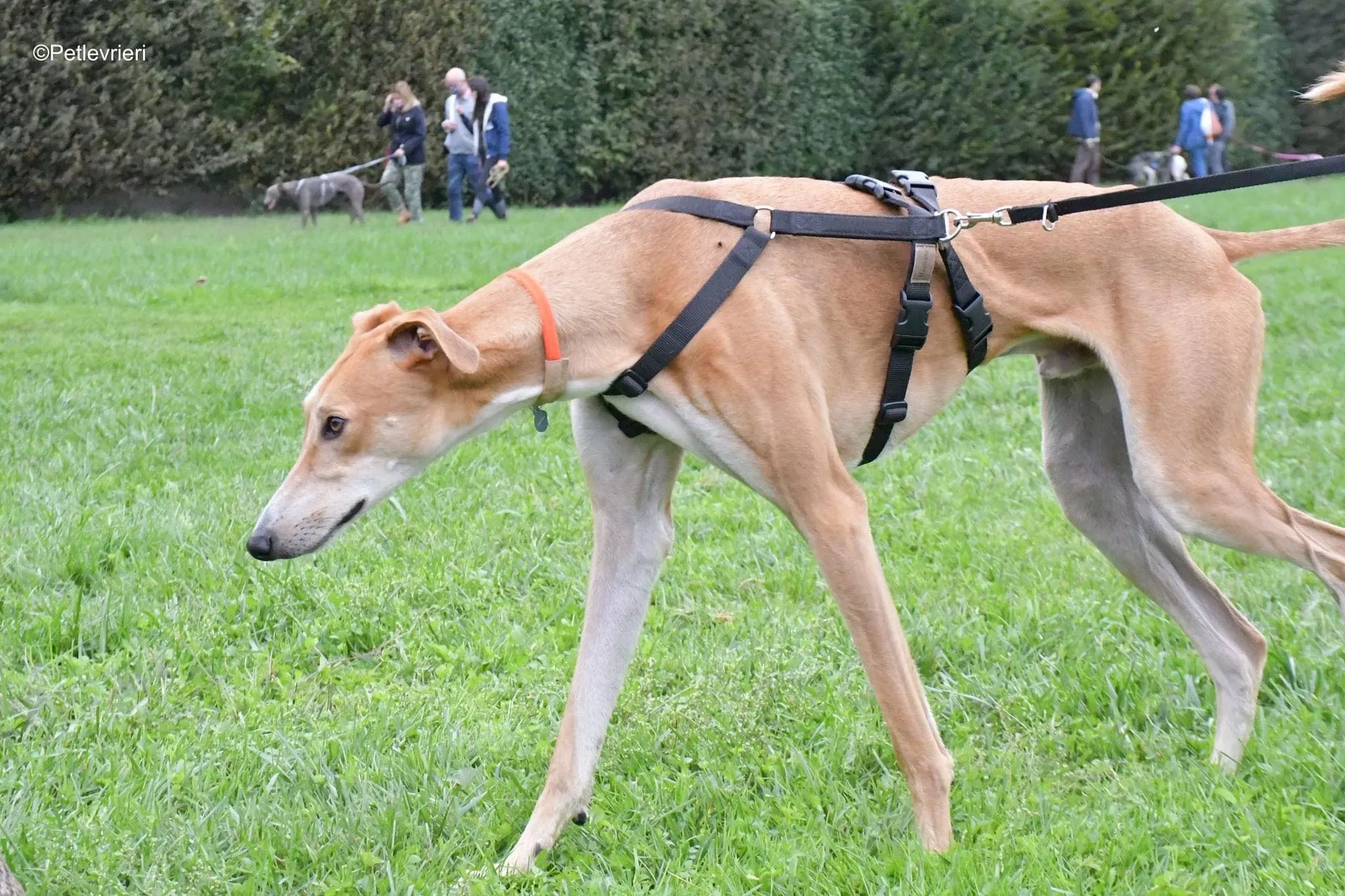 Duncan lurcher adoptionday adozionelevrieri cane foster 10