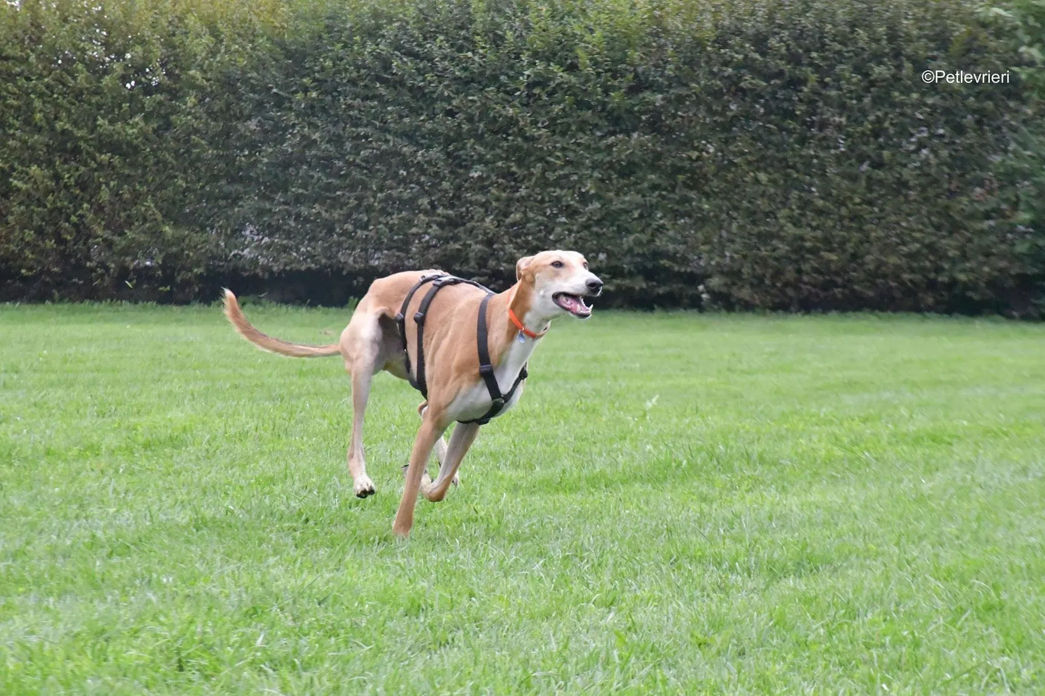 Duncan lurcher adoptionday adozionelevrieri cane foster 11