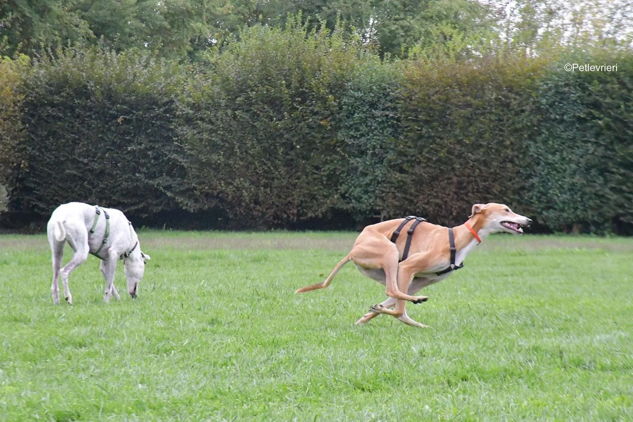 Duncan lurcher adoptionday adozionelevrieri cane foster 12