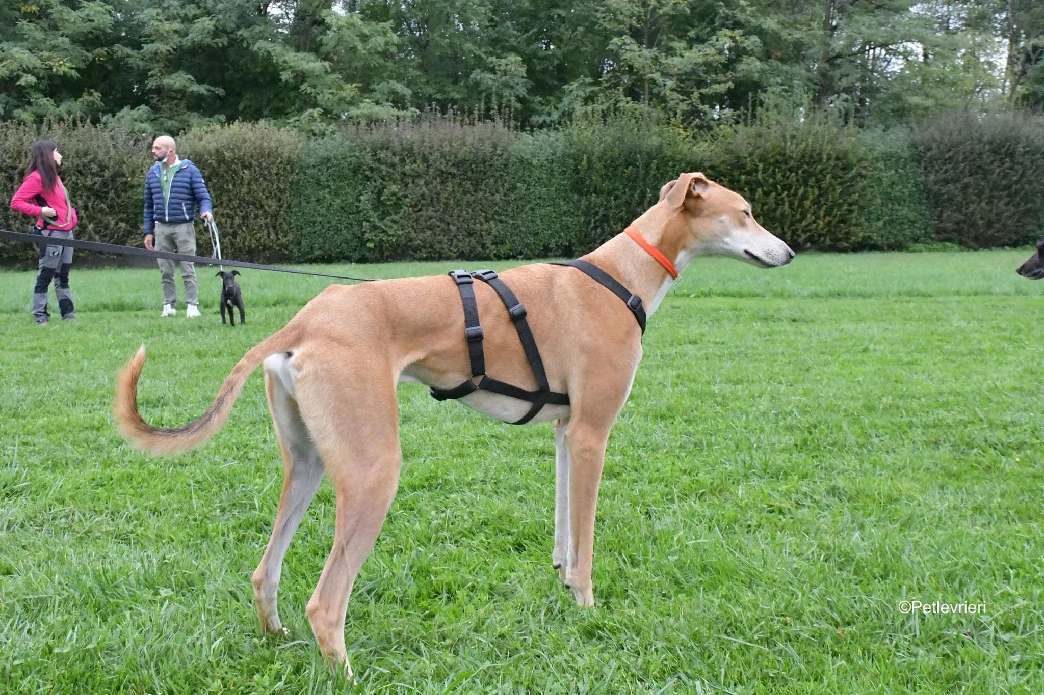 Duncan lurcher adoptionday adozionelevrieri cane foster 13