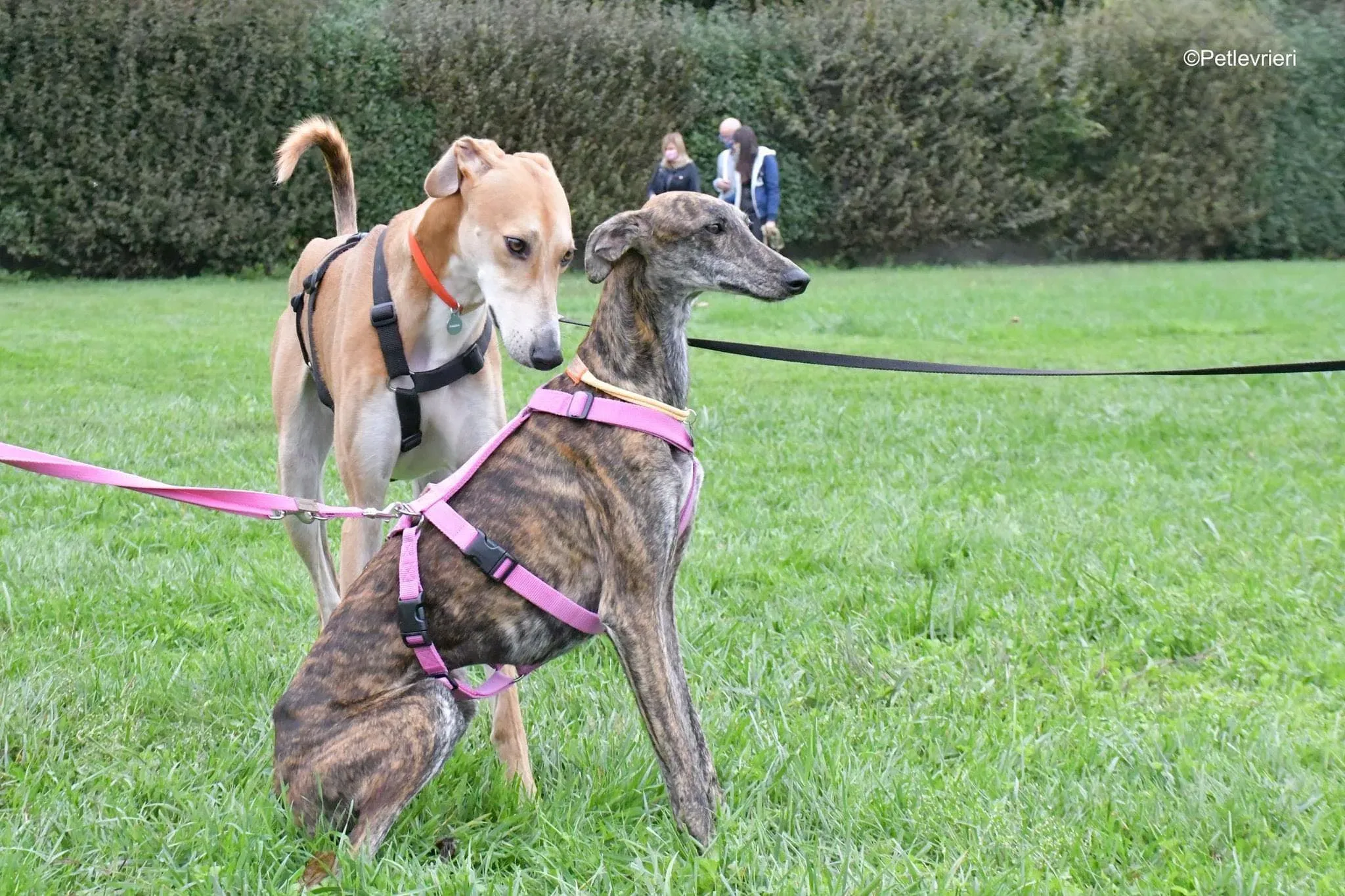 Duncan lurcher adoptionday adozionelevrieri cane foster 14