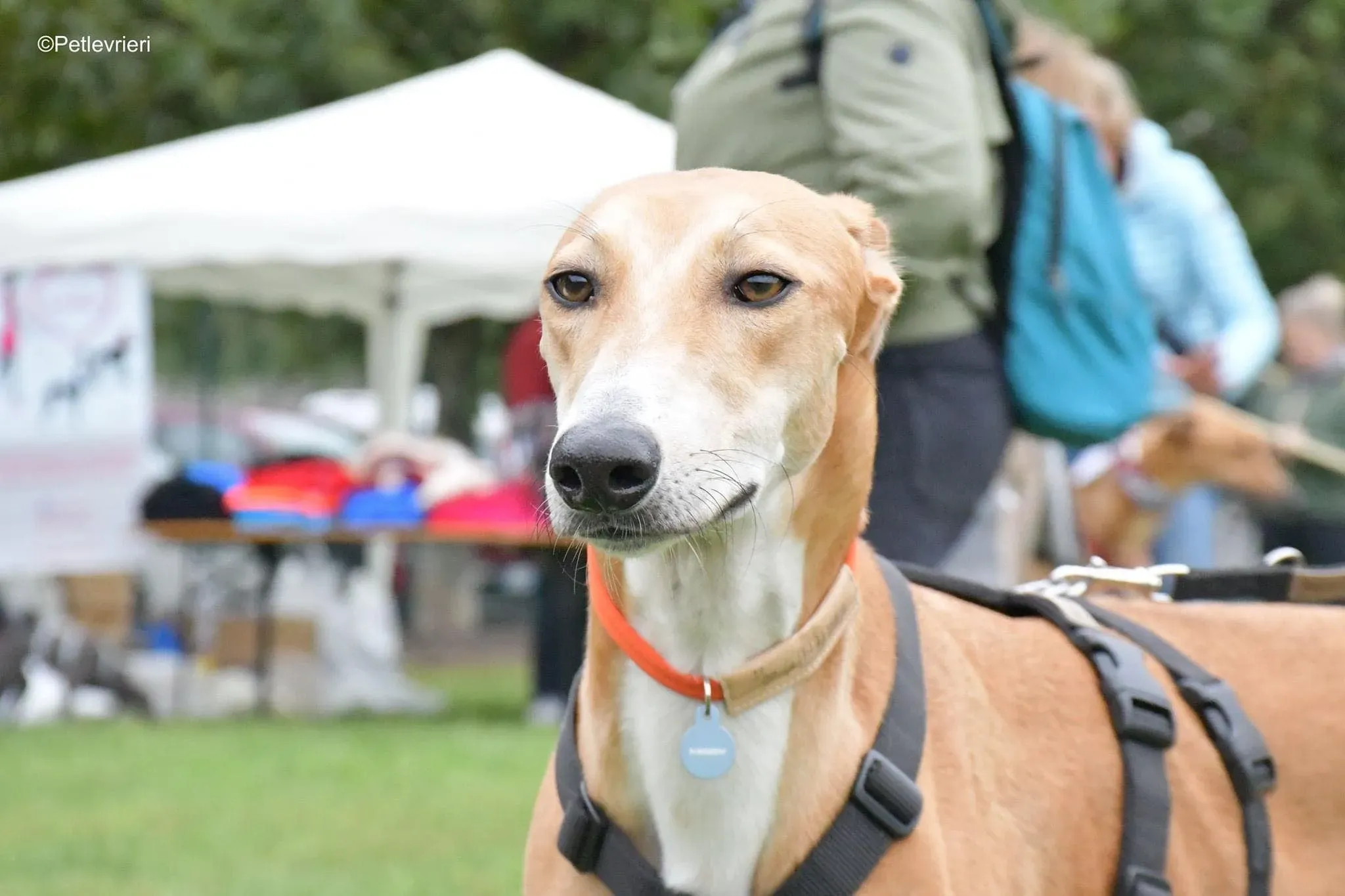 Duncan lurcher adoptionday adozionelevrieri cane foster 15