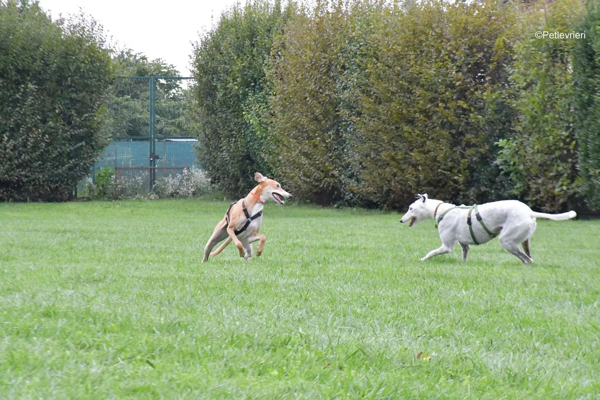 Duncan lurcher adoptionday adozionelevrieri cane foster 16