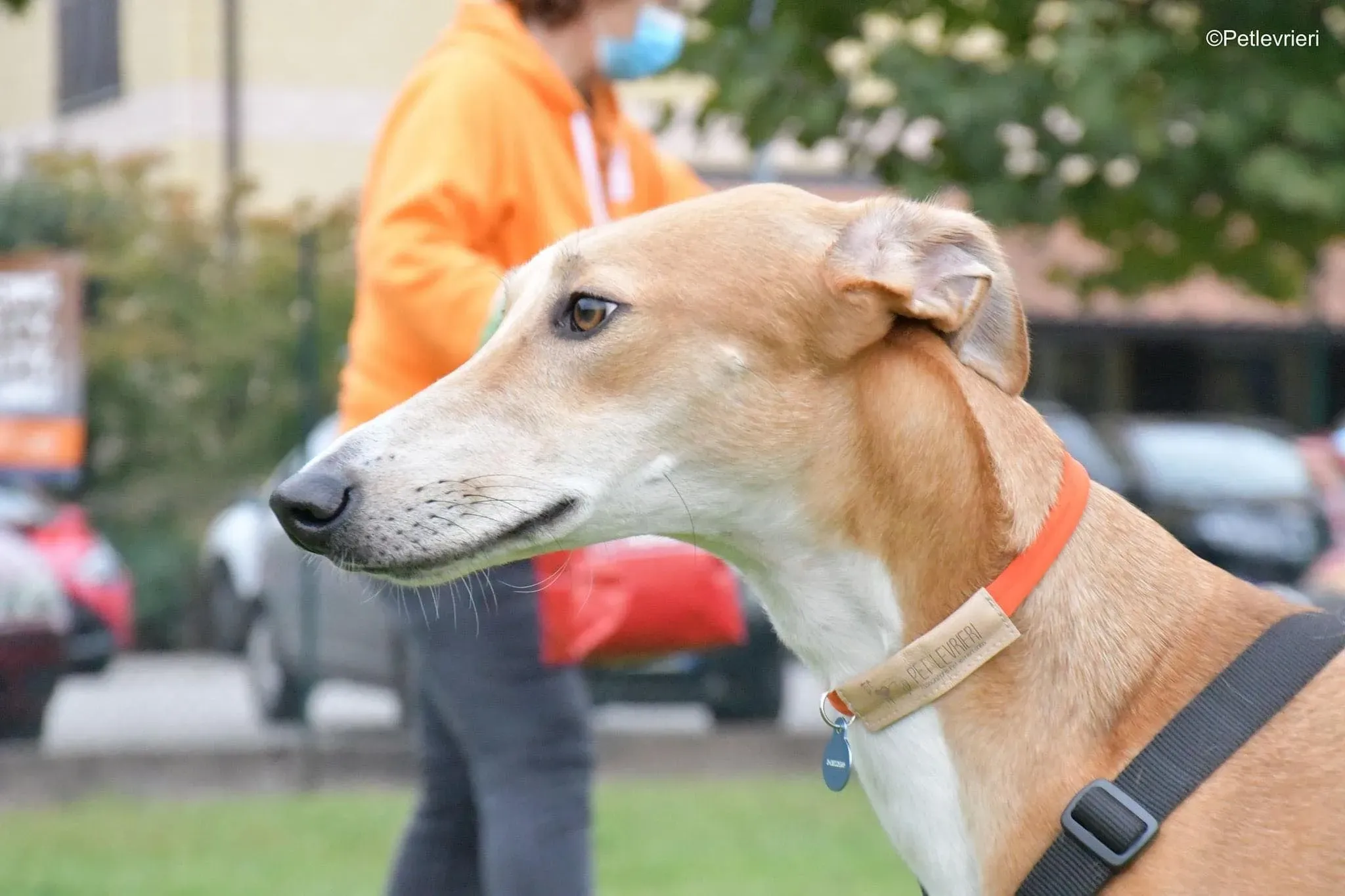 Duncan lurcher adoptionday adozionelevrieri cane foster 17