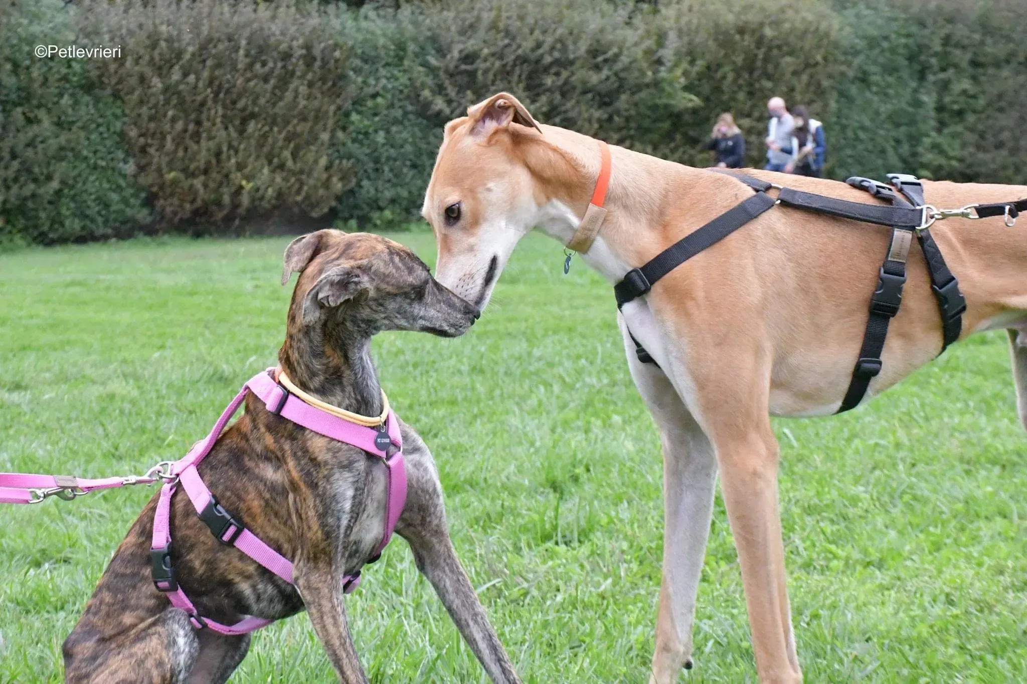 Duncan lurcher adoptionday adozionelevrieri cane foster 2