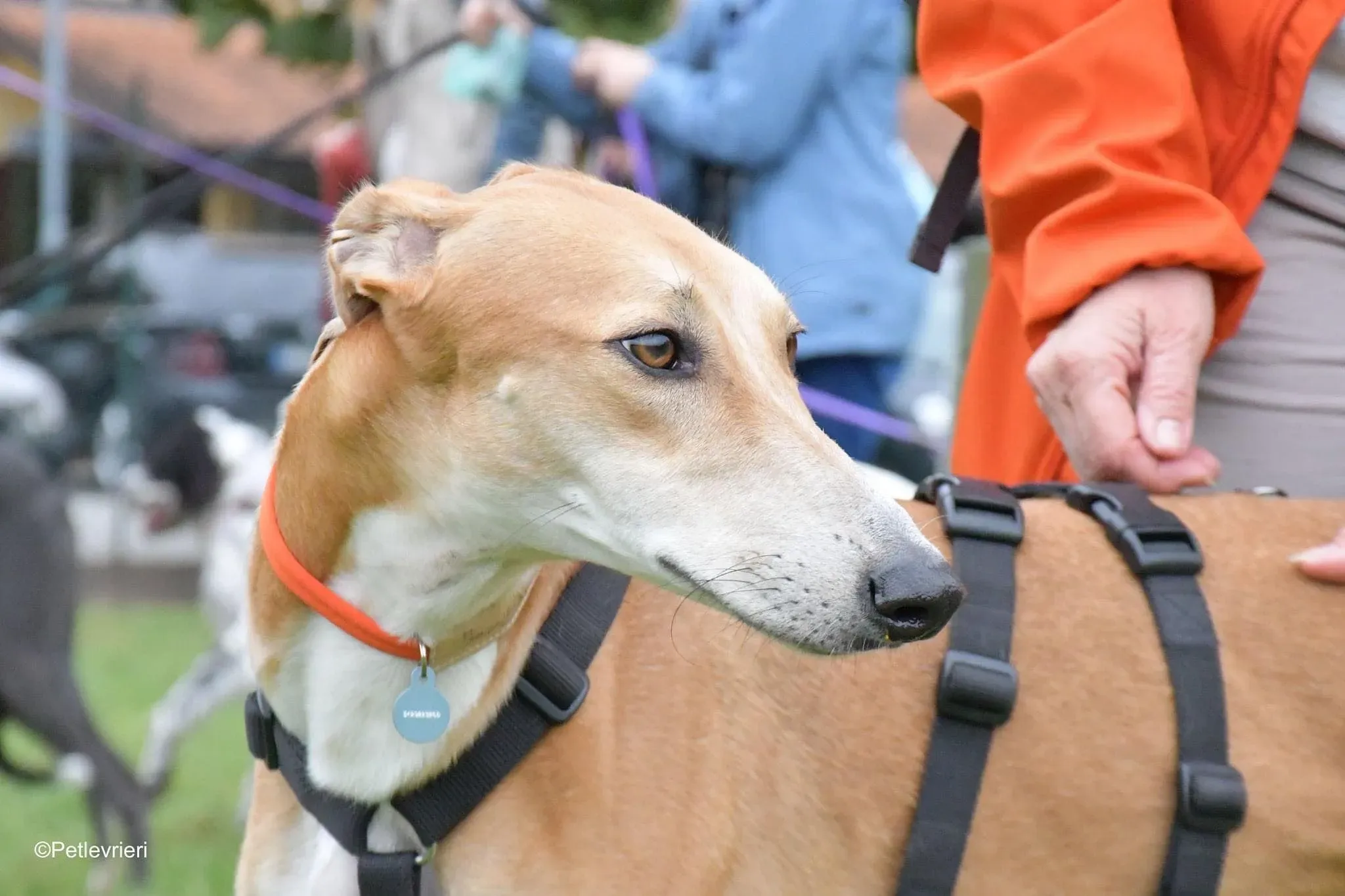 Duncan lurcher adoptionday adozionelevrieri cane foster 3
