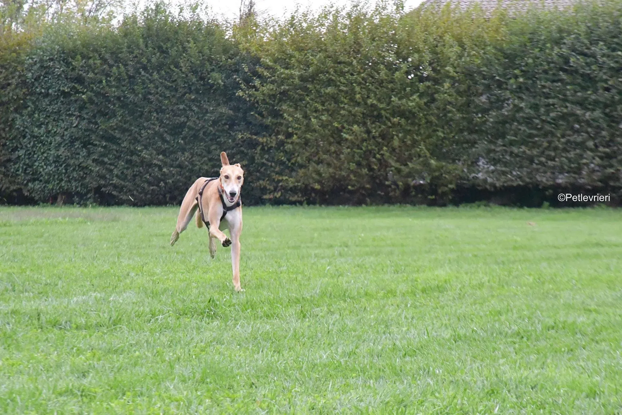 Duncan lurcher adoptionday adozionelevrieri cane foster 4