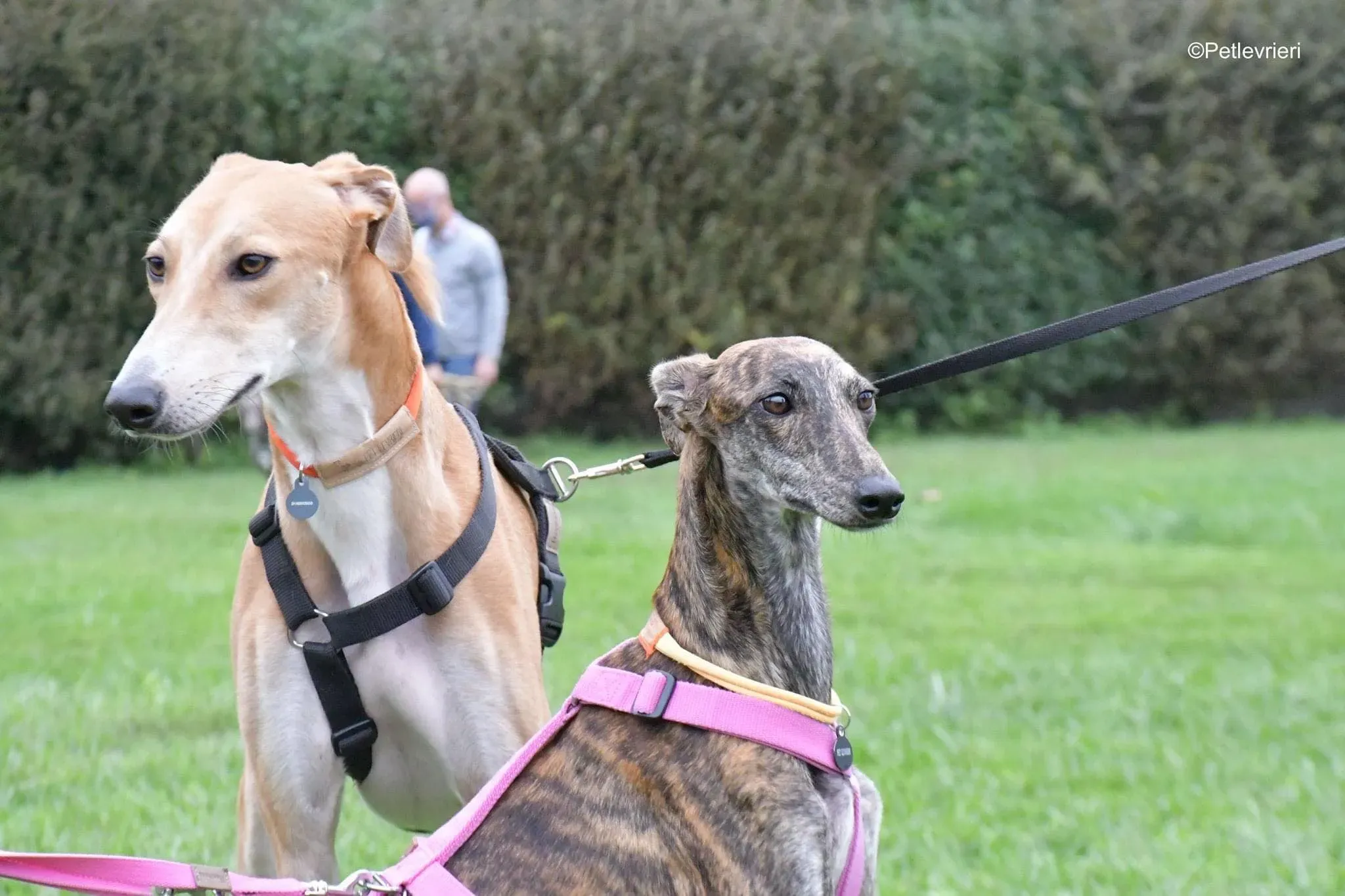 Duncan lurcher adoptionday adozionelevrieri cane foster 5
