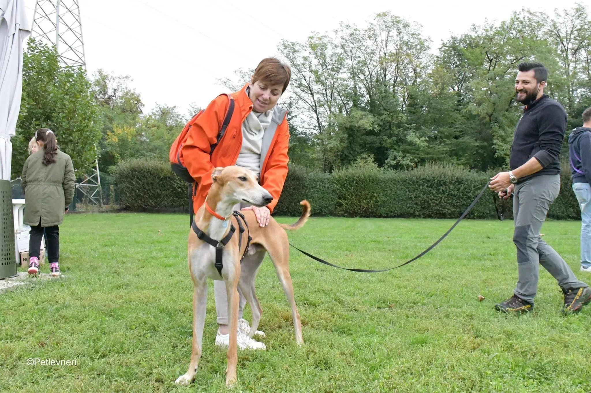 Duncan lurcher adoptionday adozionelevrieri cane foster 6