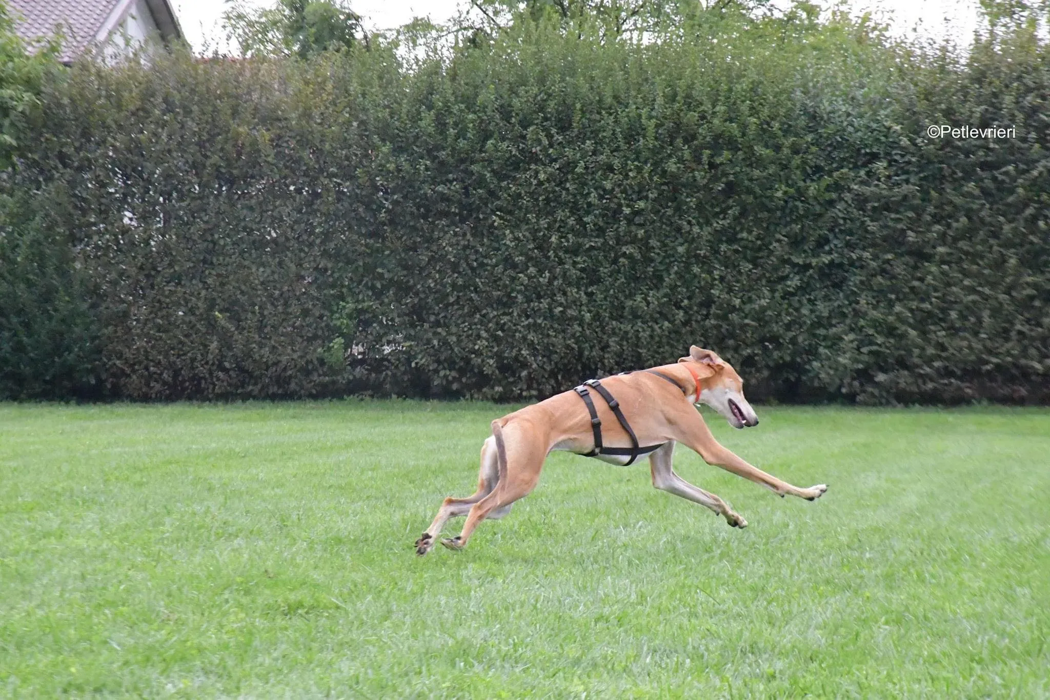 Duncan lurcher adoptionday adozionelevrieri cane foster 7