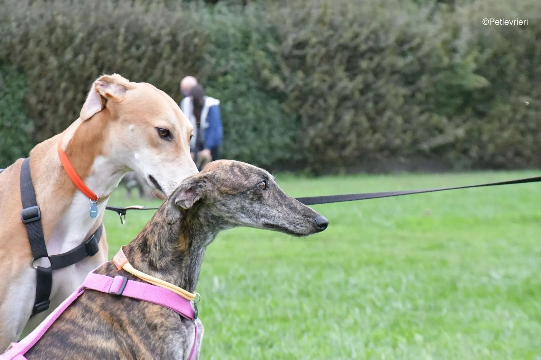Duncan lurcher adoptionday adozionelevrieri cane foster 8