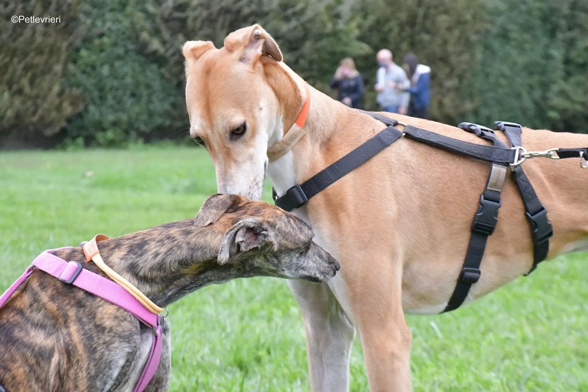 Duncan lurcher adoptionday adozionelevrieri cane foster 9