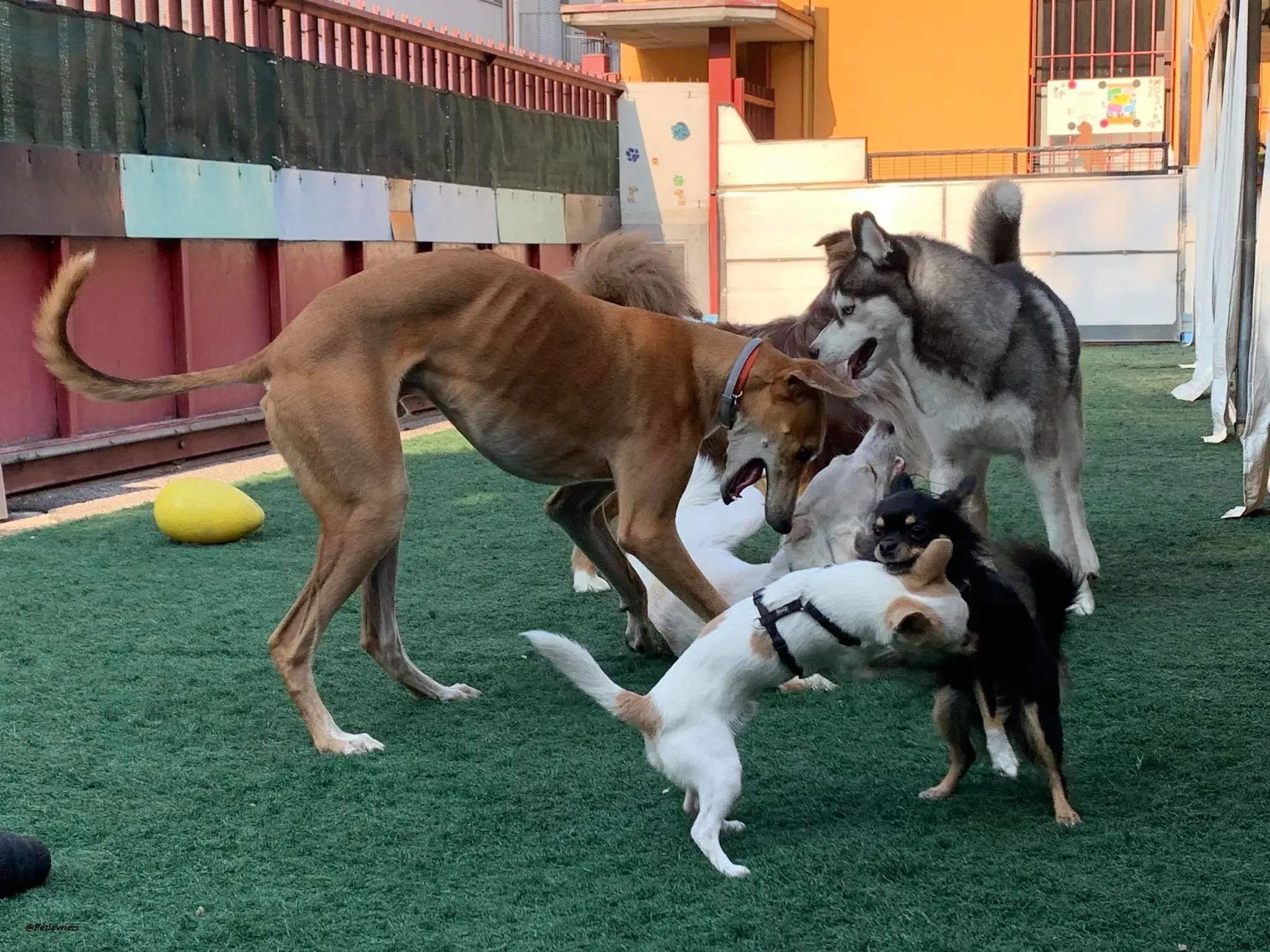 Duncan lurcher dog adozione levrieri 1