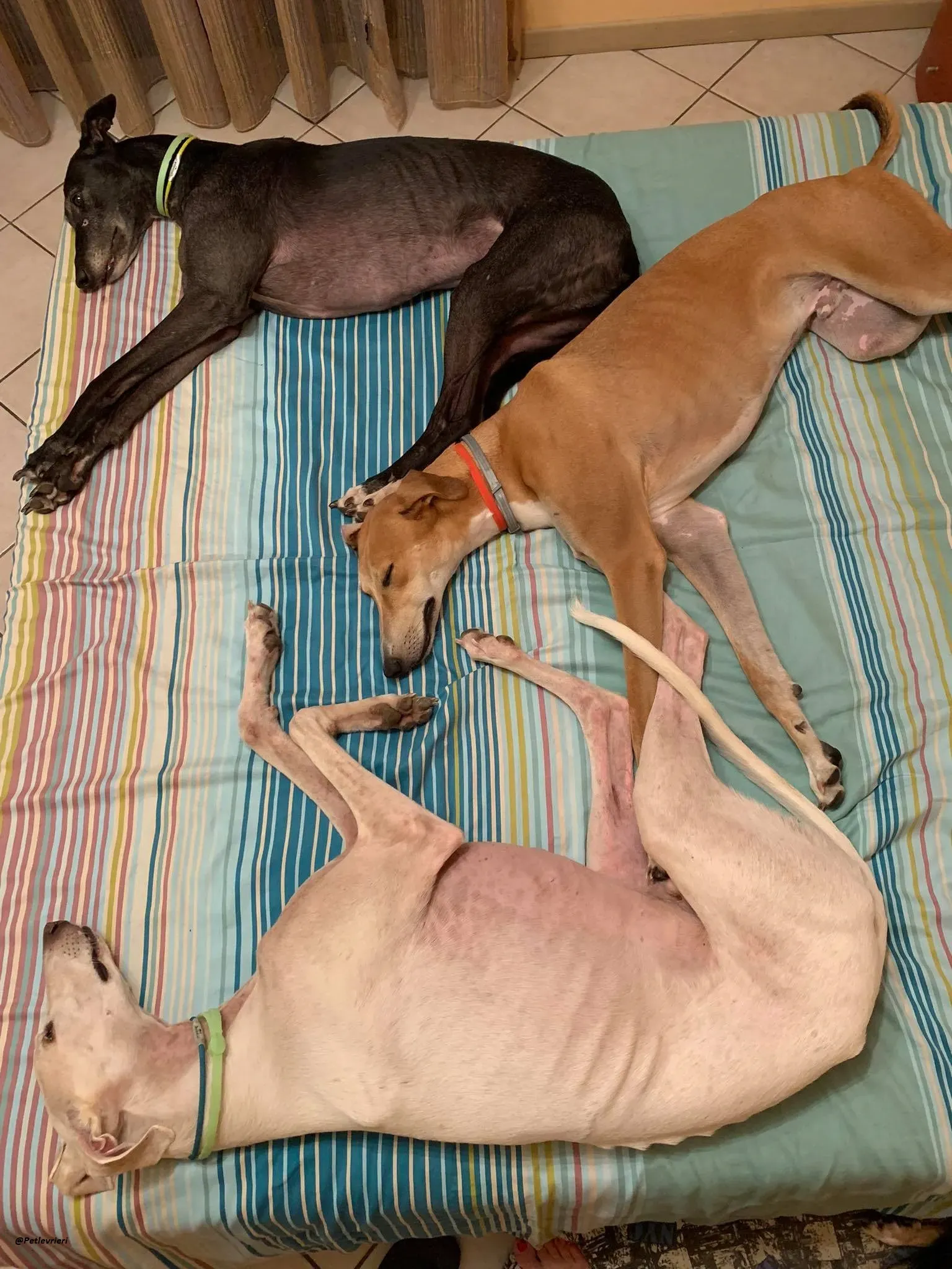 Duncan lurcher dog adozione levrieri 11