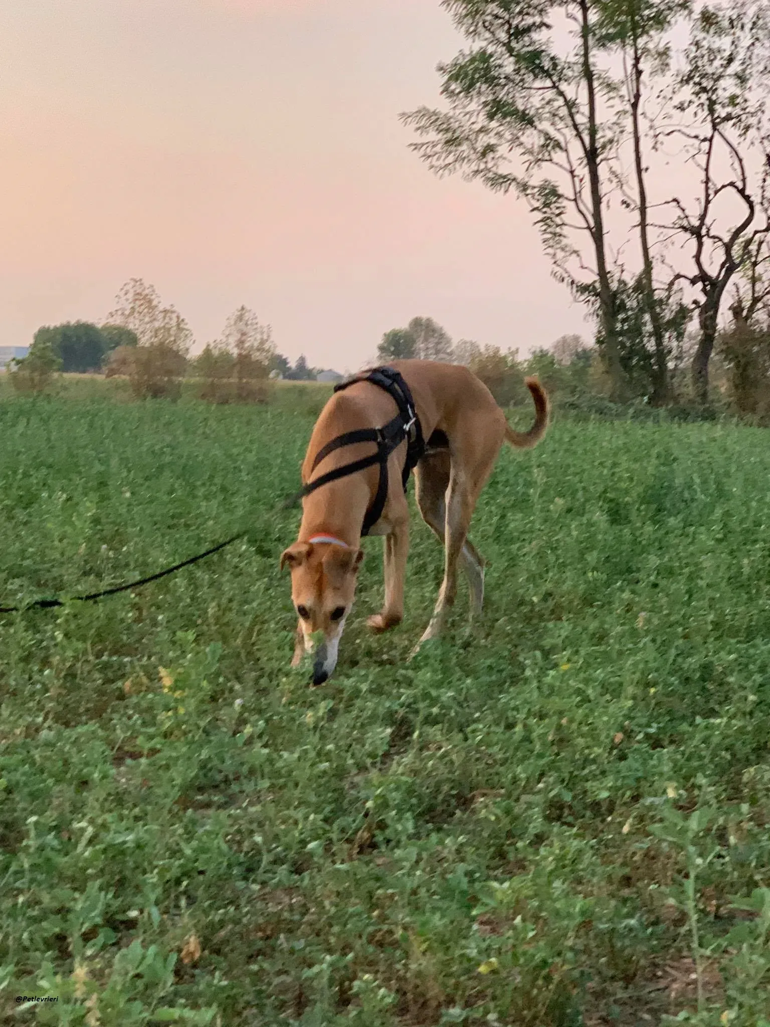 Duncan lurcher dog adozione levrieri 12