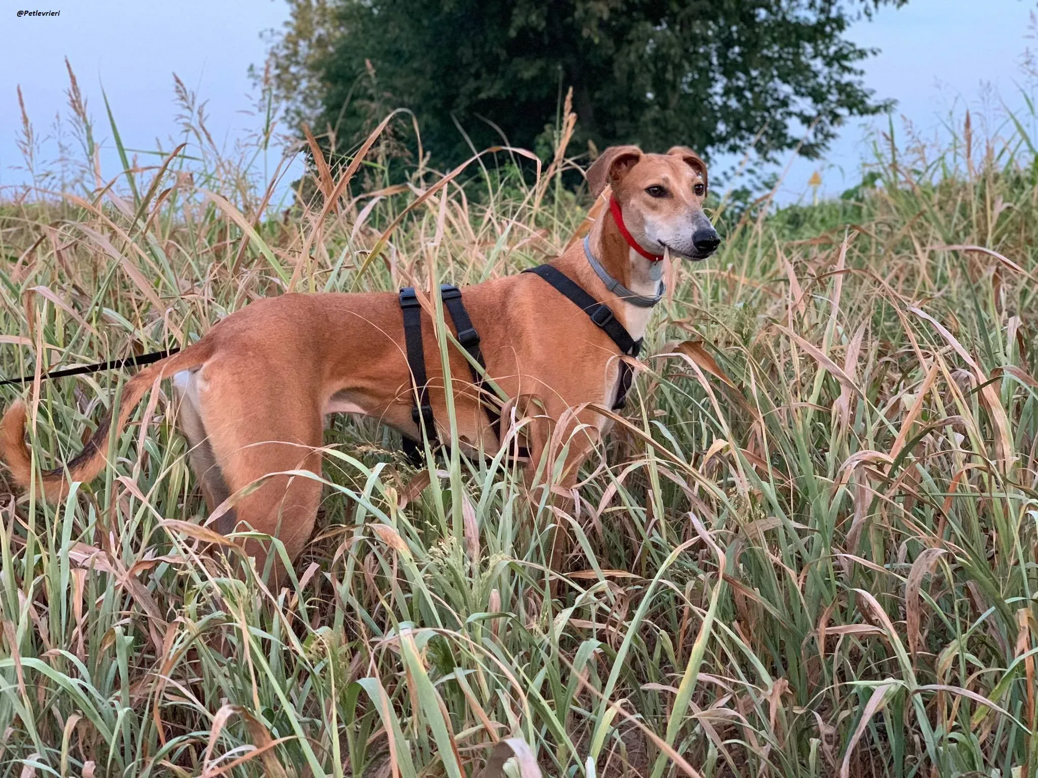 Duncan lurcher dog adozione levrieri 13