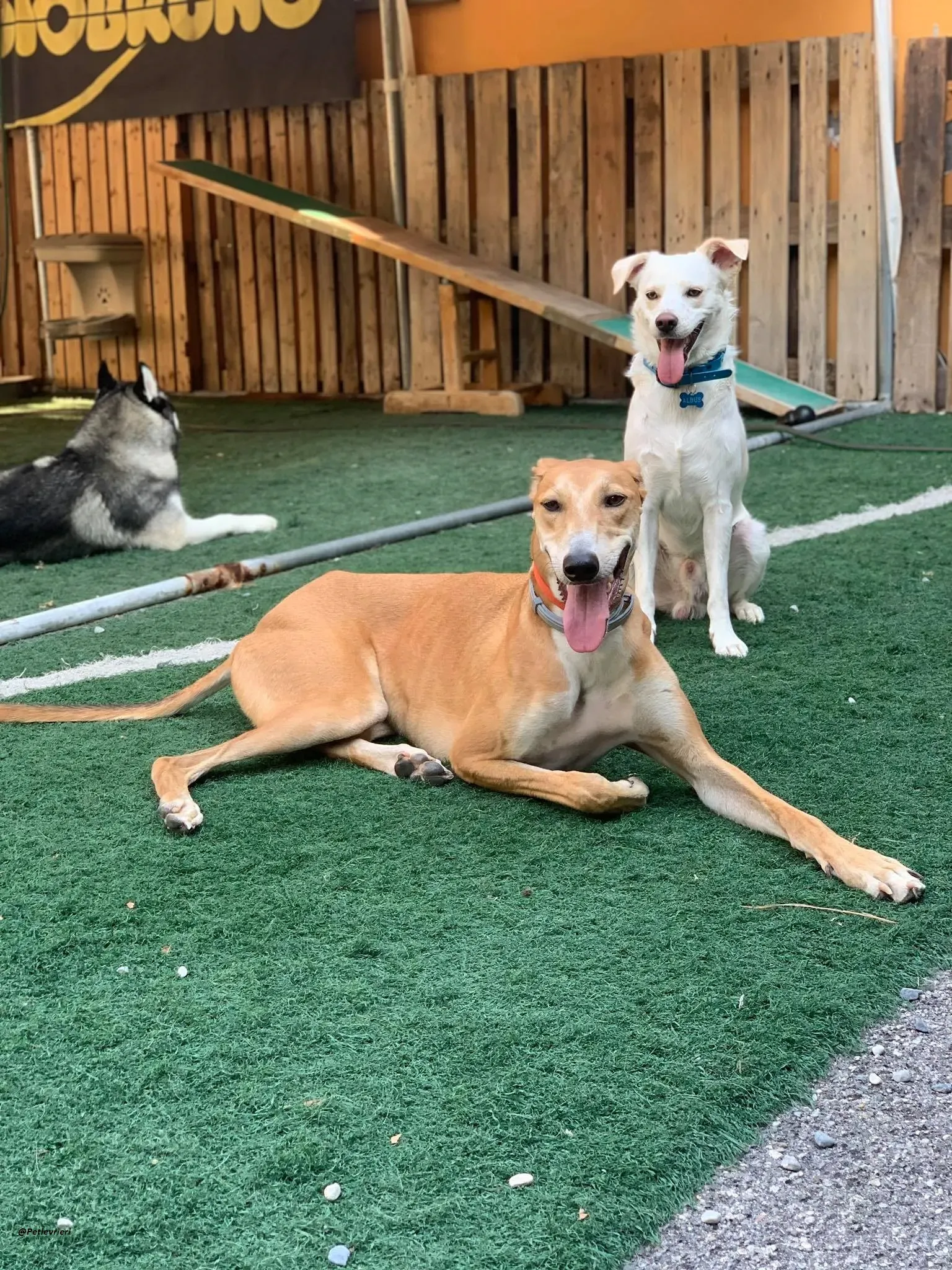 Duncan lurcher dog adozione levrieri 14