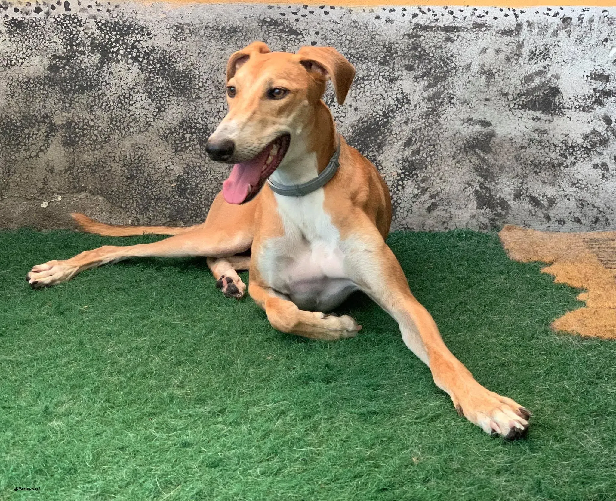 Duncan lurcher dog adozione levrieri 2