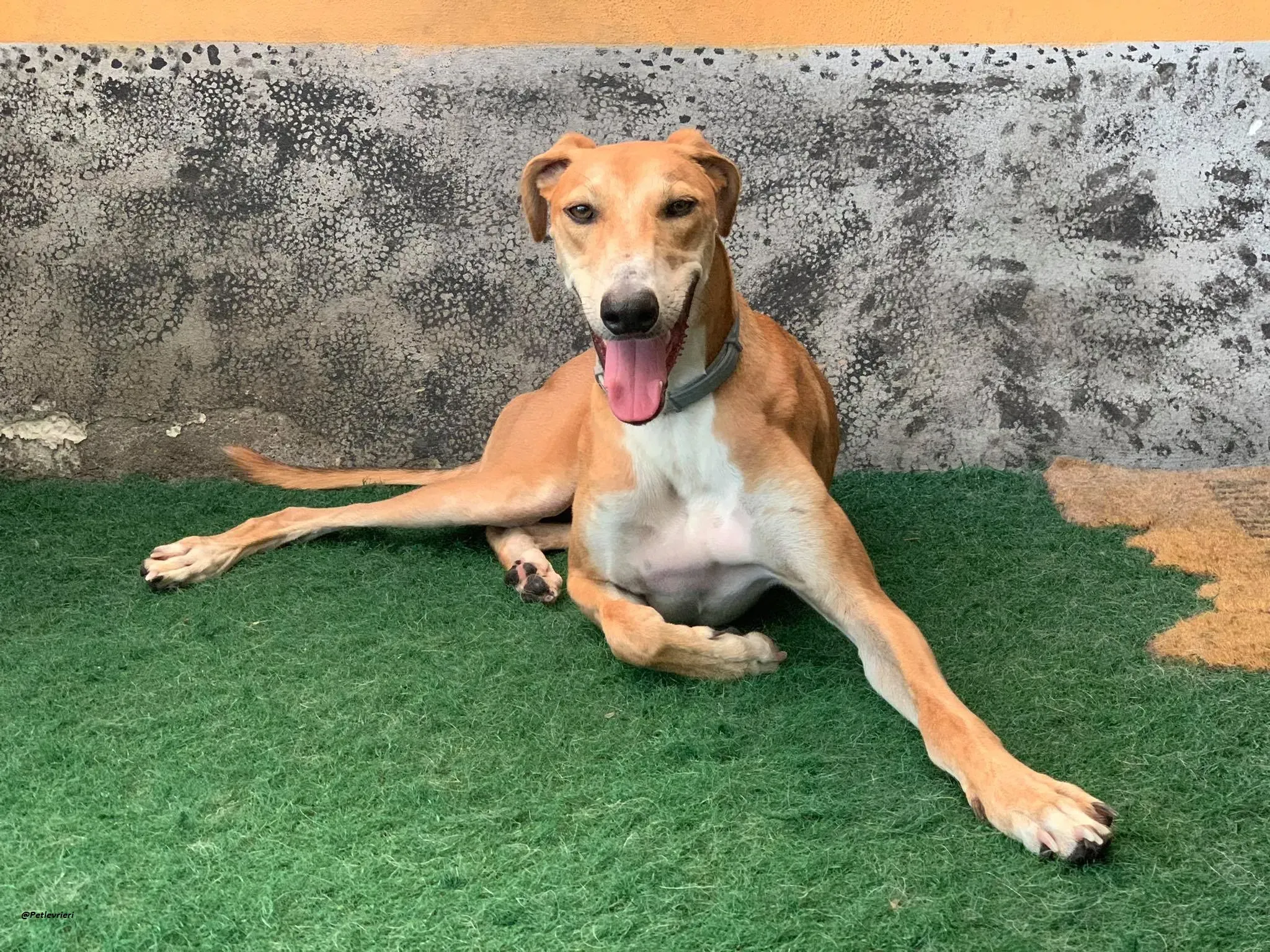 Duncan lurcher dog adozione levrieri 3