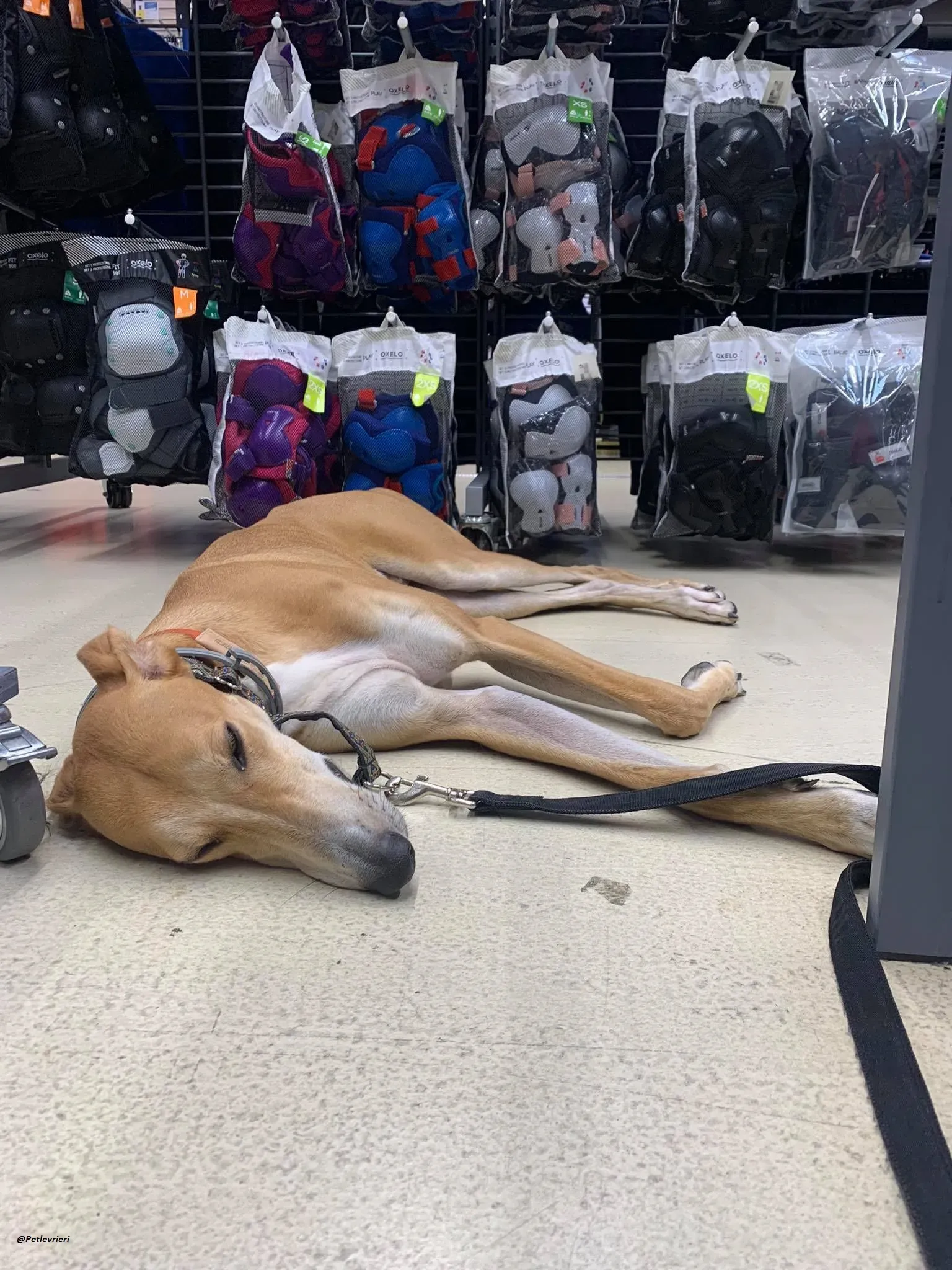 Duncan lurcher dog adozione levrieri 4