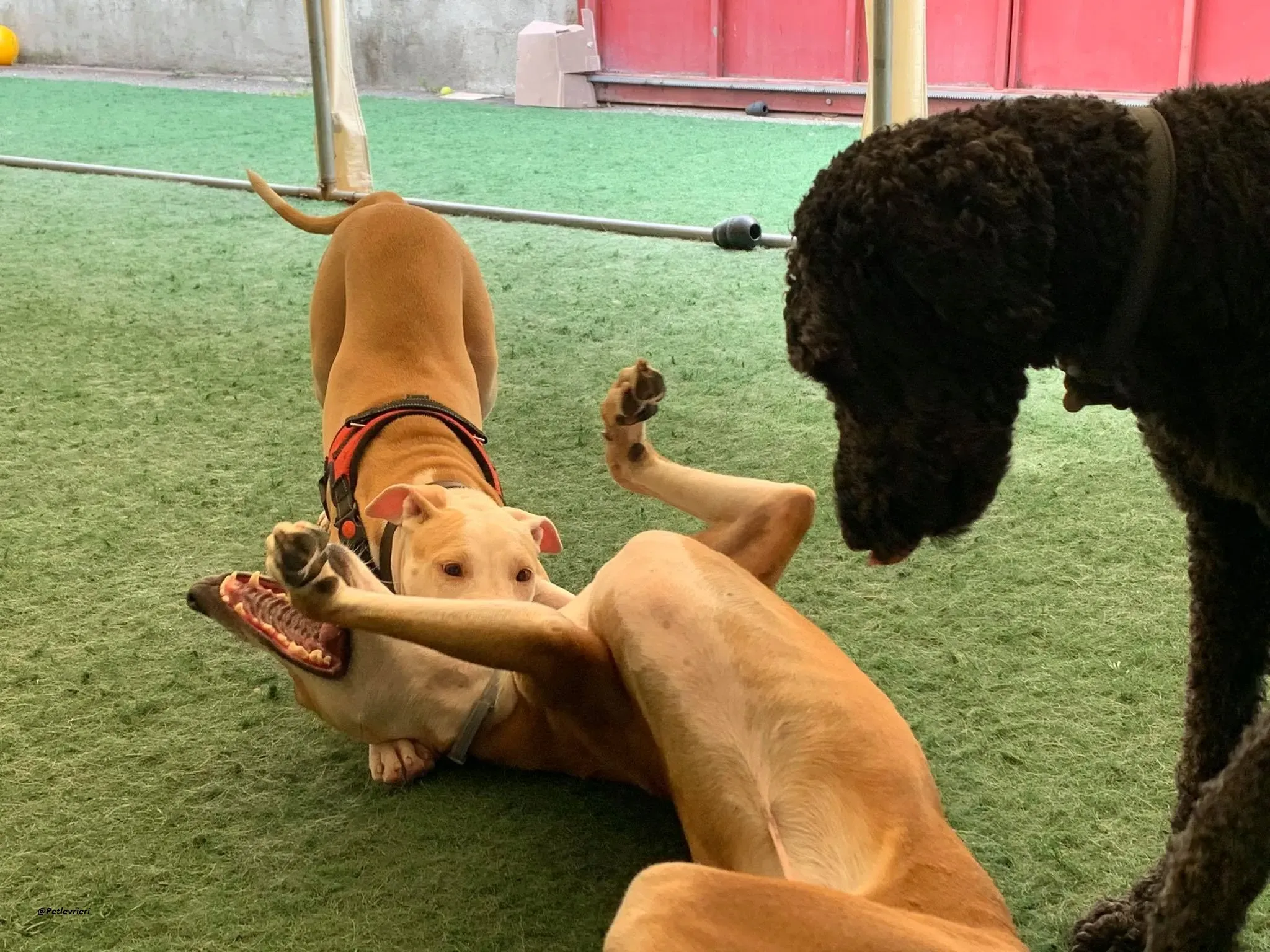 Duncan lurcher dog adozione levrieri 5