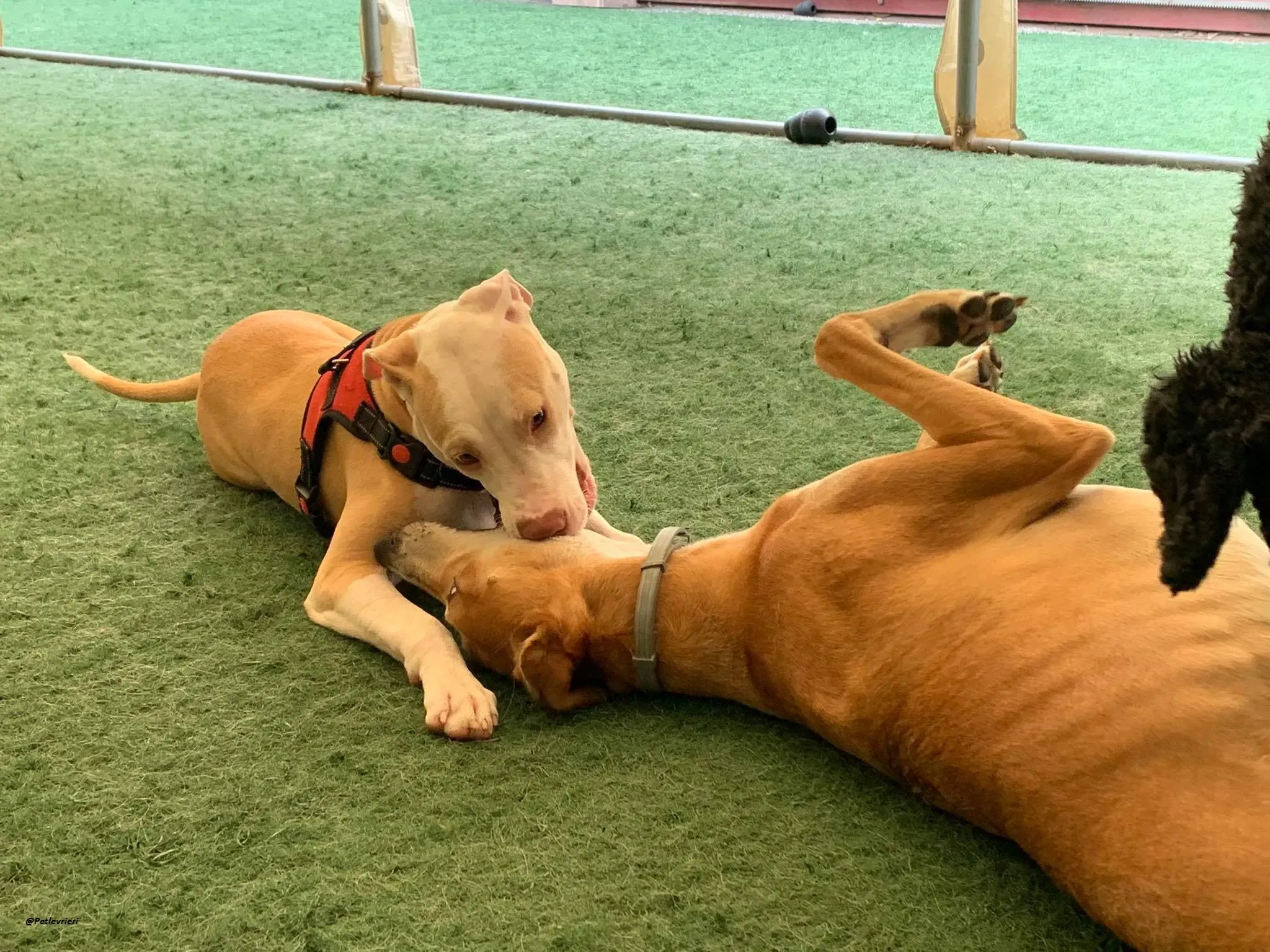 Duncan lurcher dog adozione levrieri 6