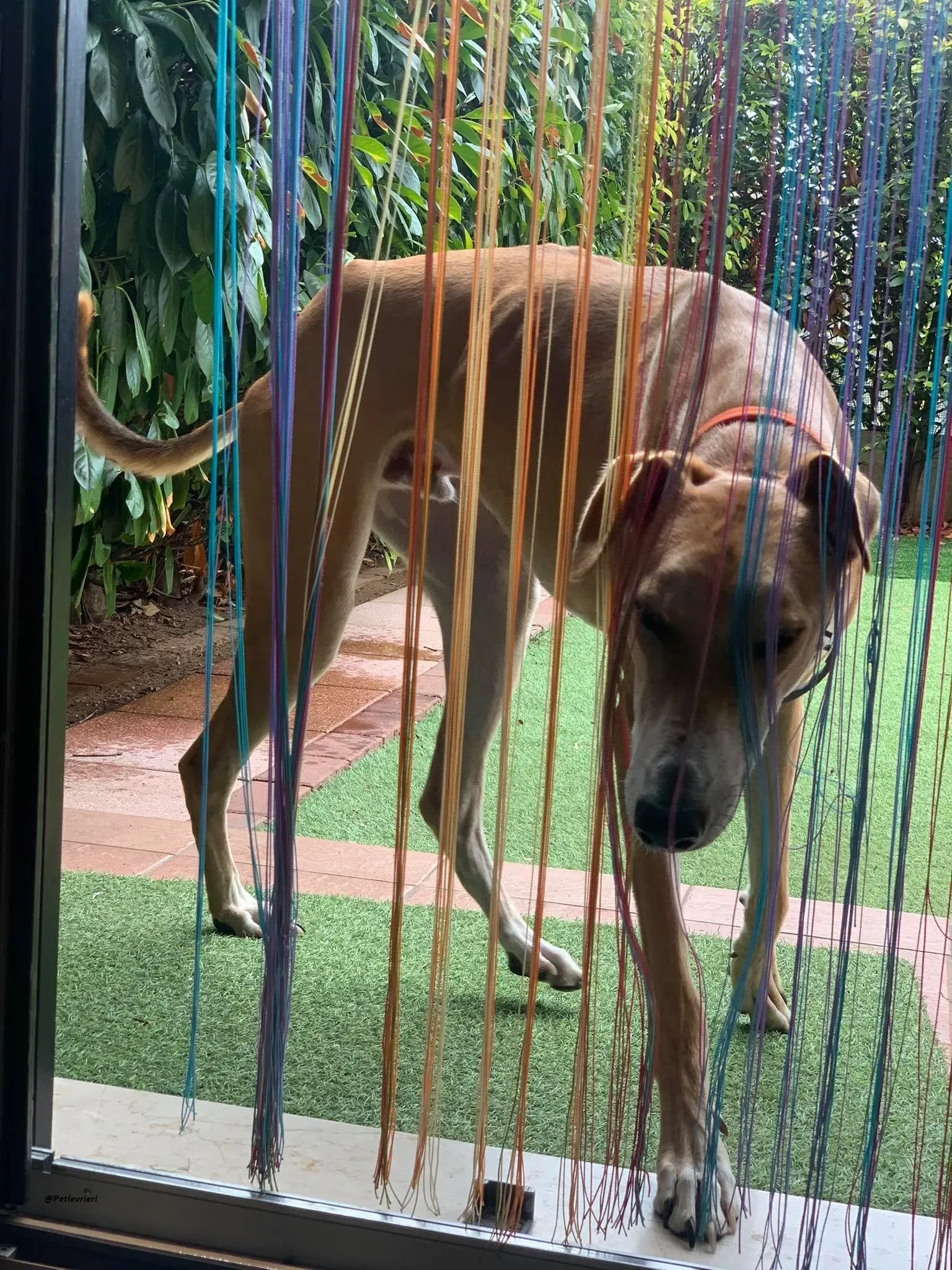 Duncan lurcher dog adozione levrieri 7