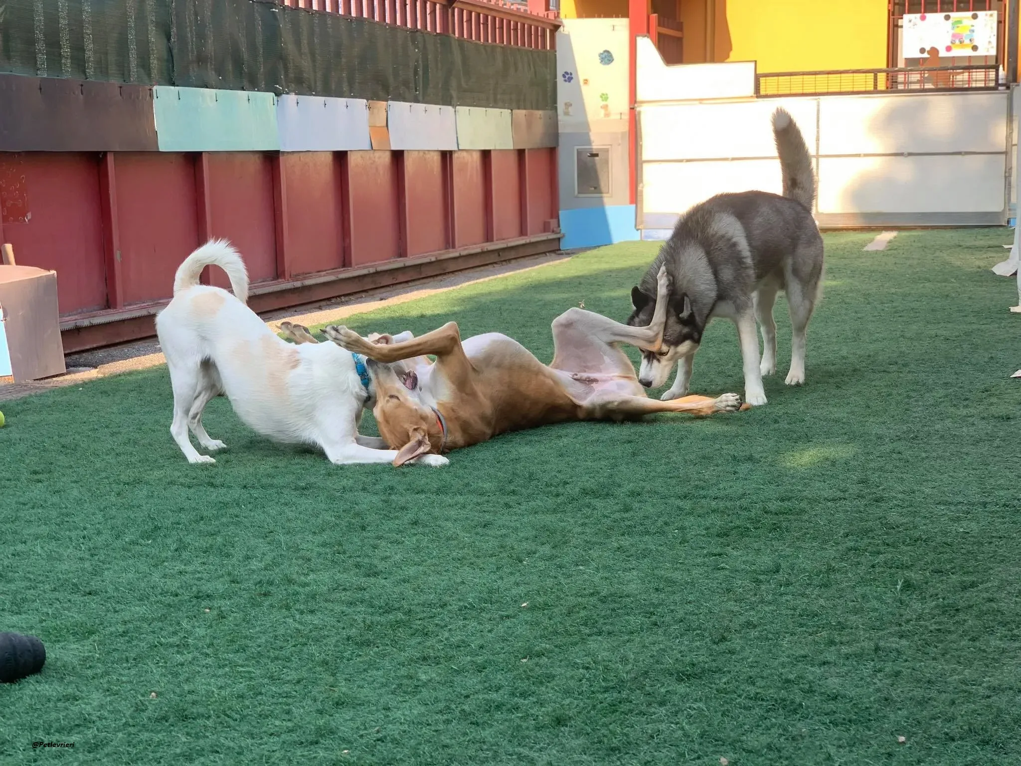 Duncan lurcher dog adozione levrieri 8