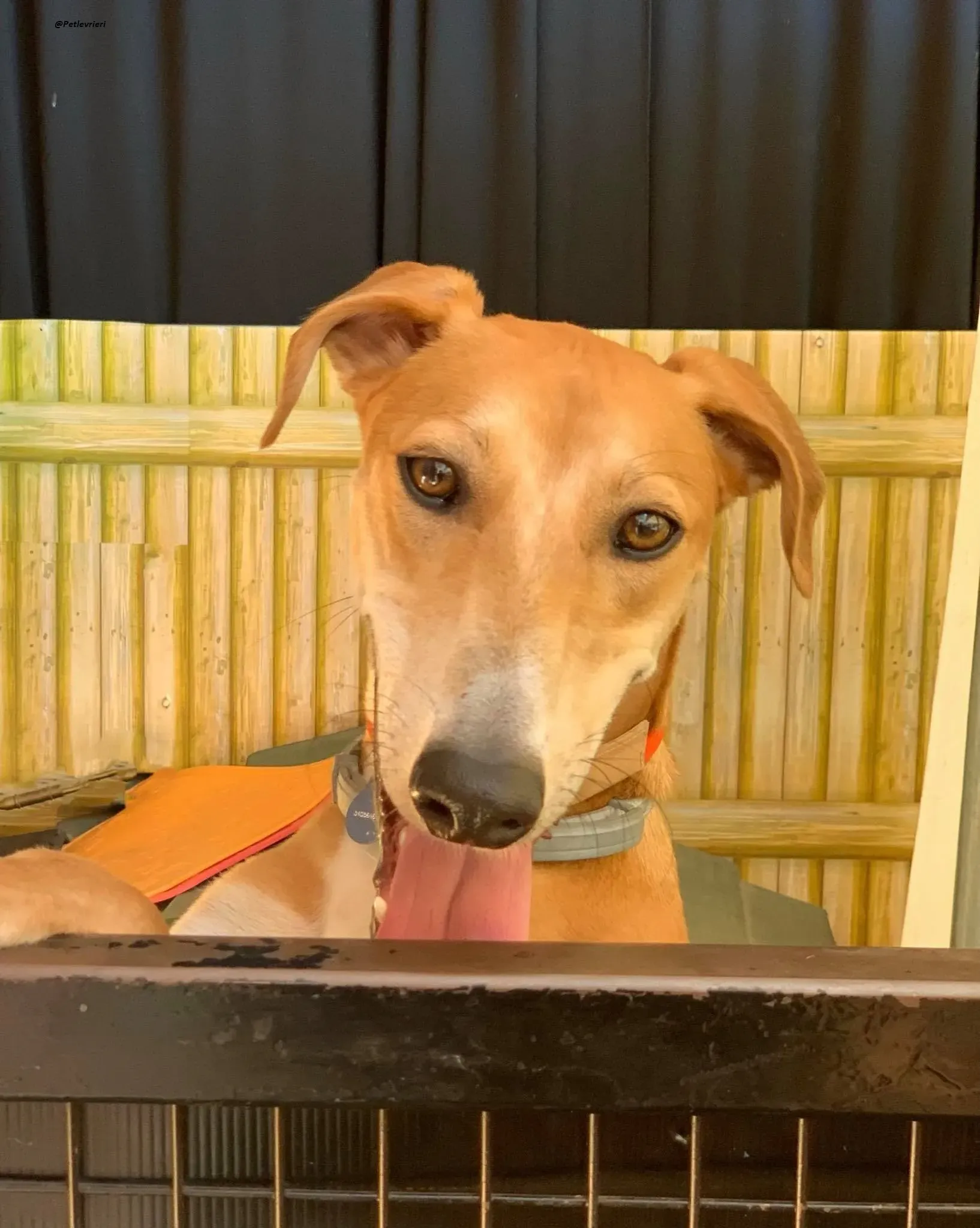 Duncan lurcher dog adozione levrieri 9