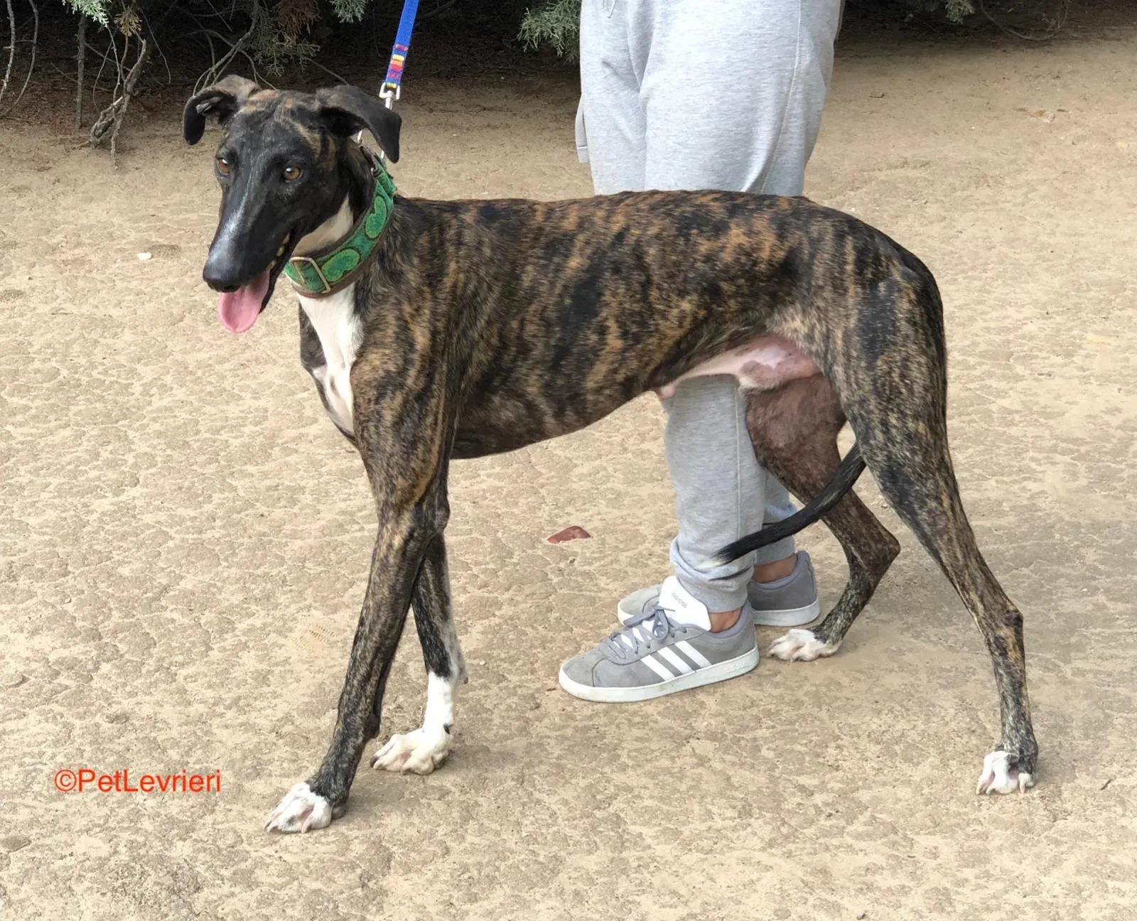 Durban adozione levrieri galgo 3