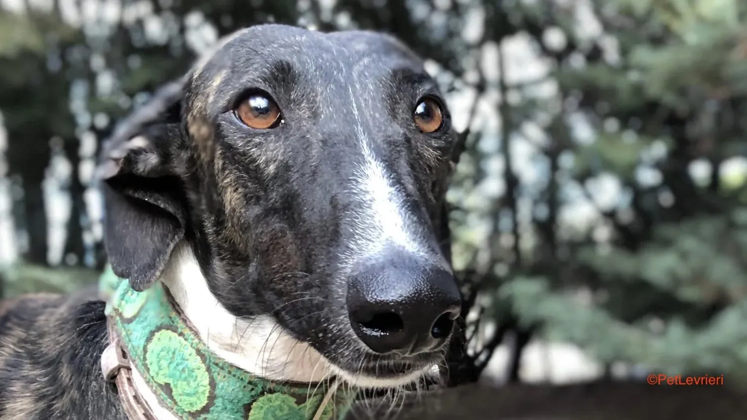 Durban adozione levrieri galgo 4