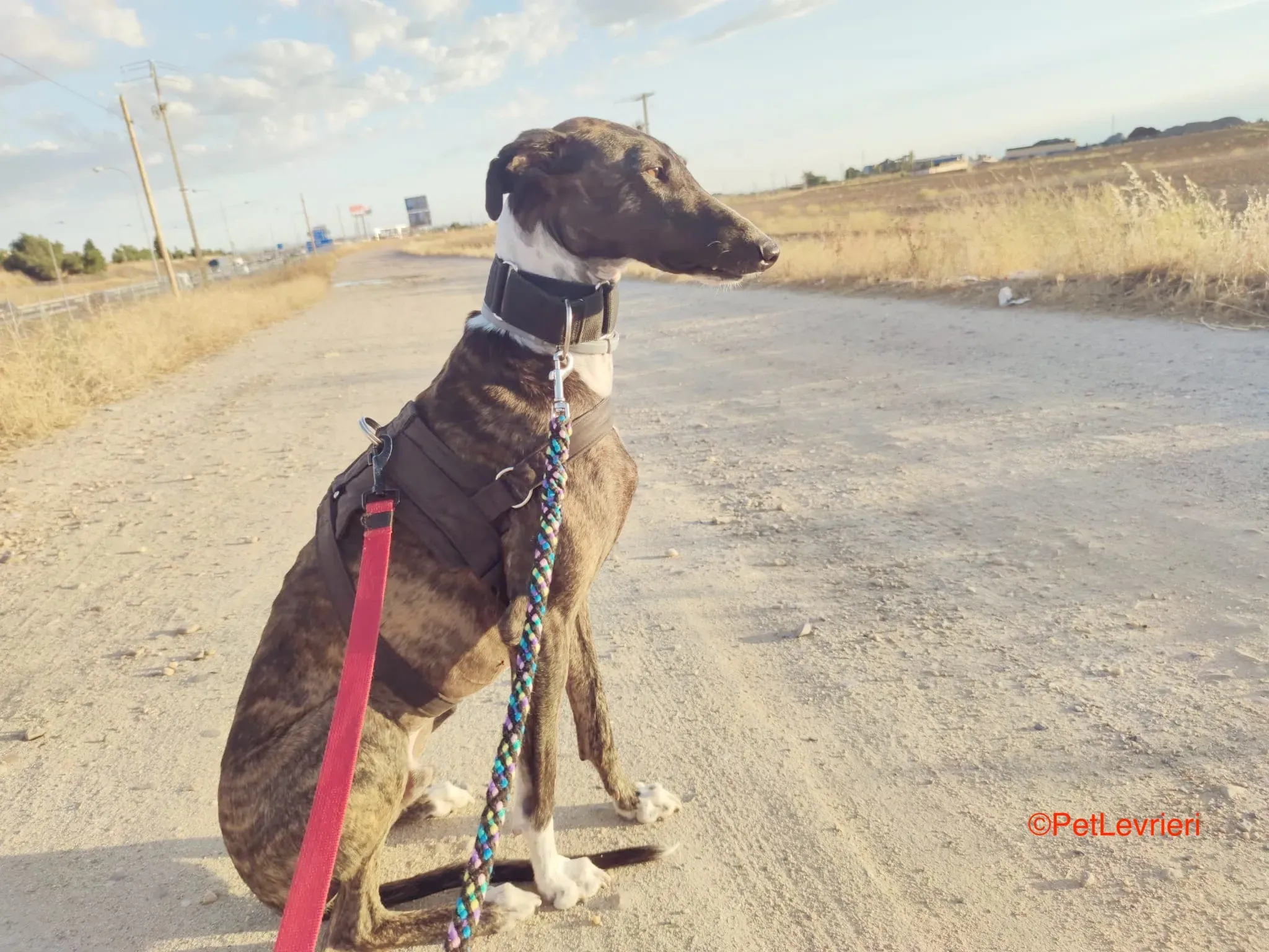 Durban adozione levrieri galgo1