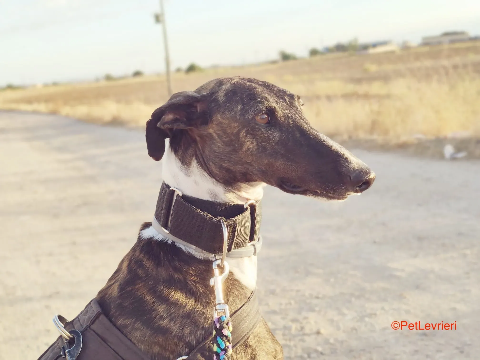 Durban adozione levrieri galgo2