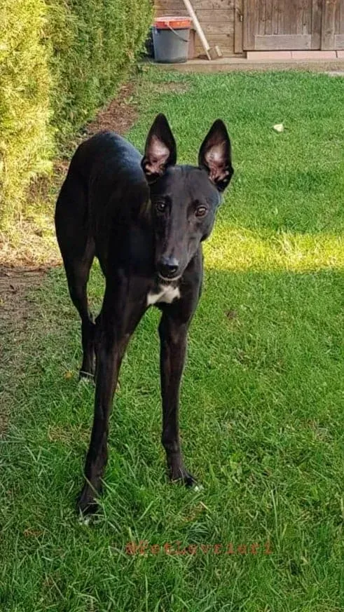 Dusty adozione greyhound 02