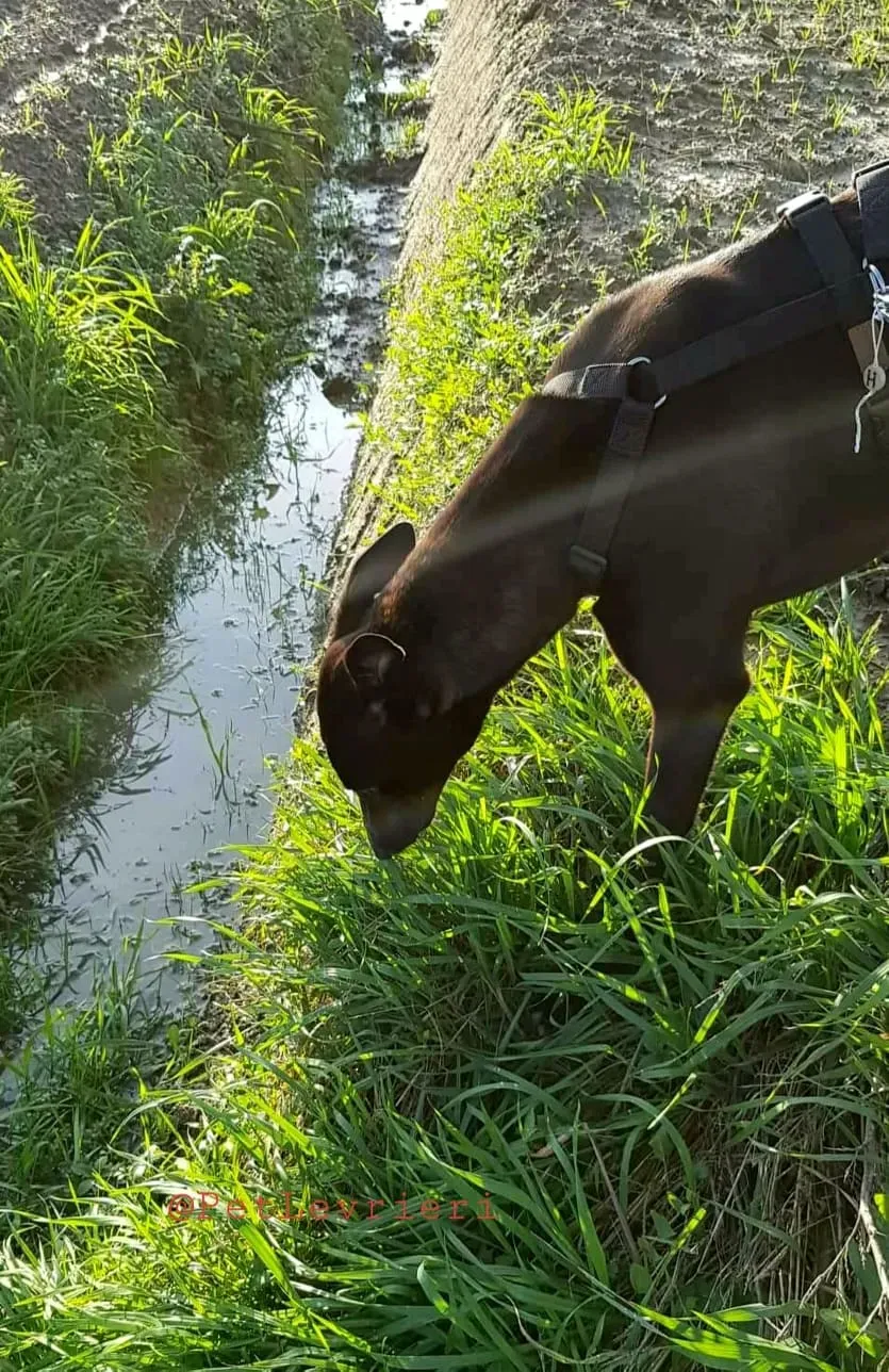 Dusty adozione greyhound 03