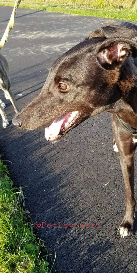 Dusty adozione greyhound 04