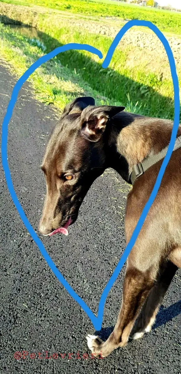 Dusty adozione greyhound 05