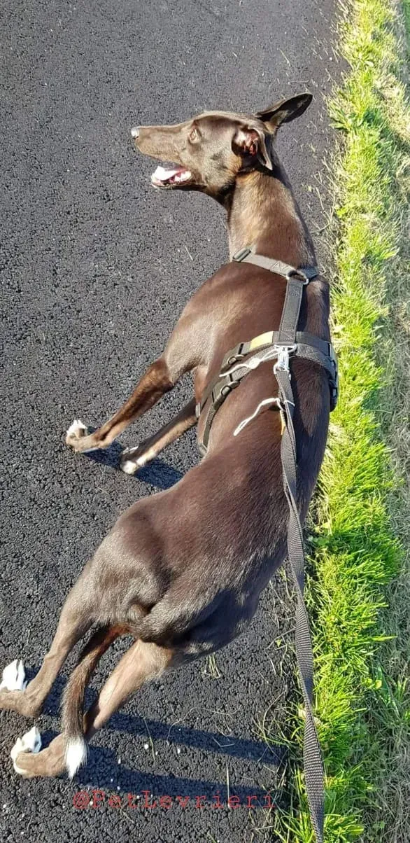 Dusty adozione greyhound 06