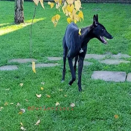 Dusty adozione greyhound 07