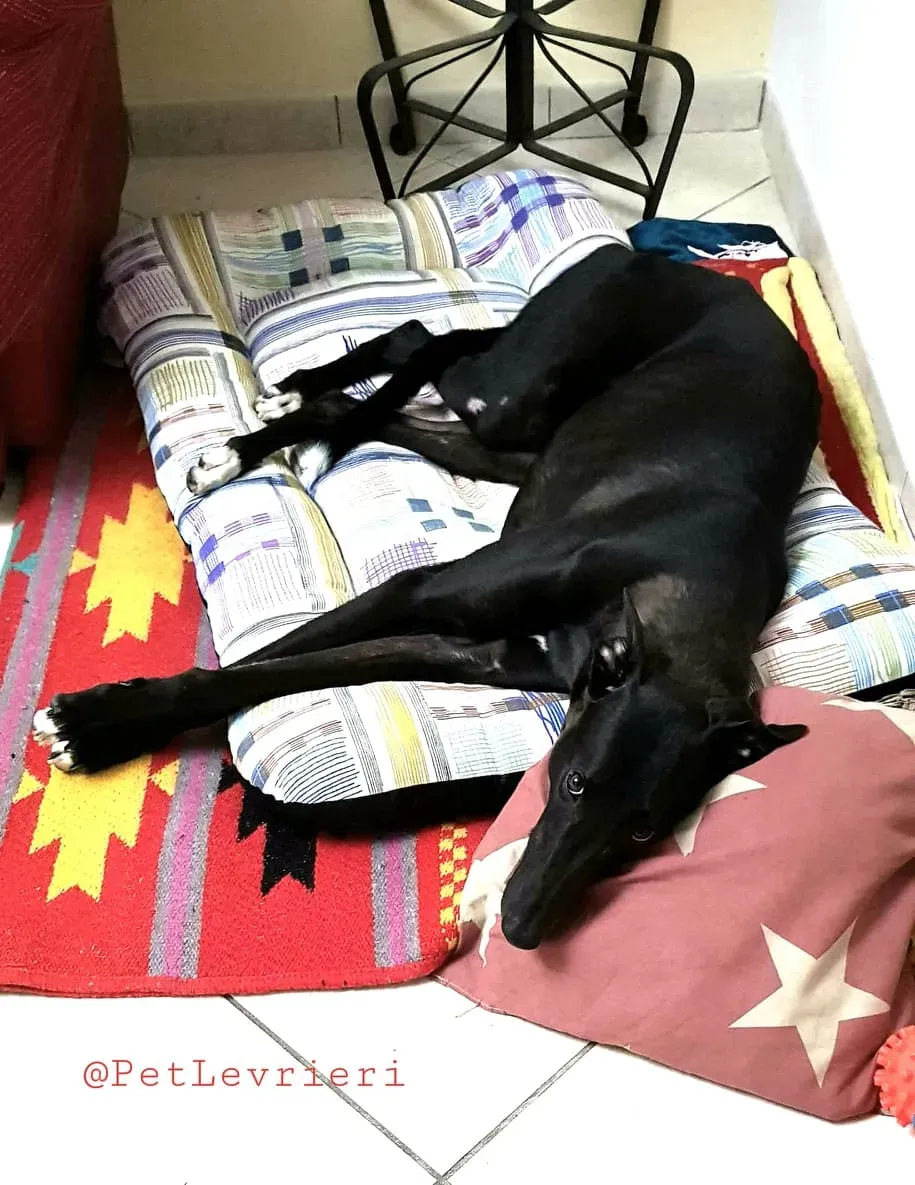 Dusty adozione greyhound 08