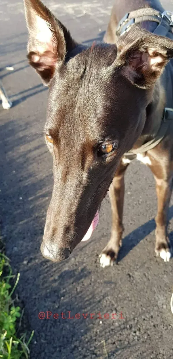 Dusty adozione greyhound 09